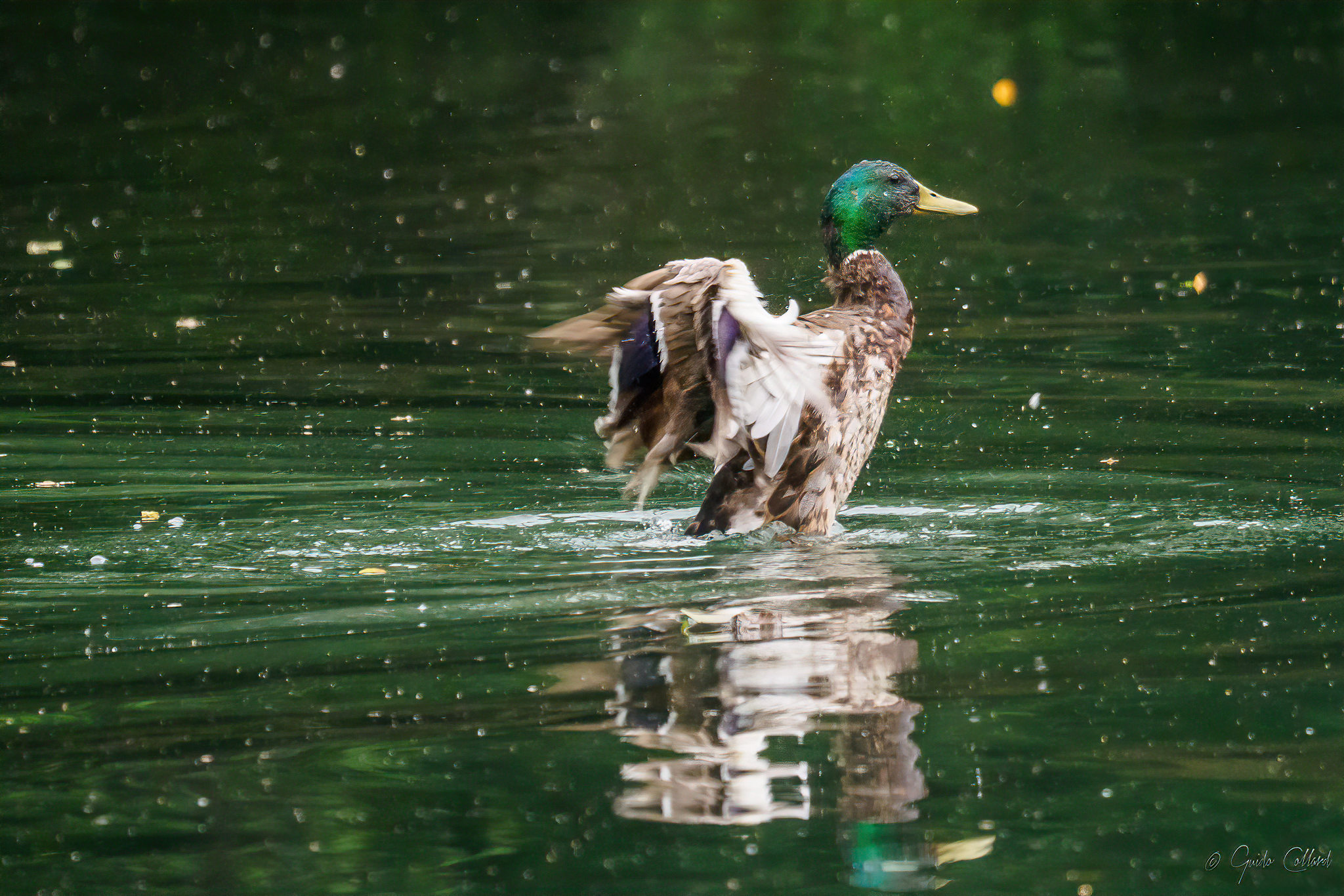 Sgranchendosi the wings