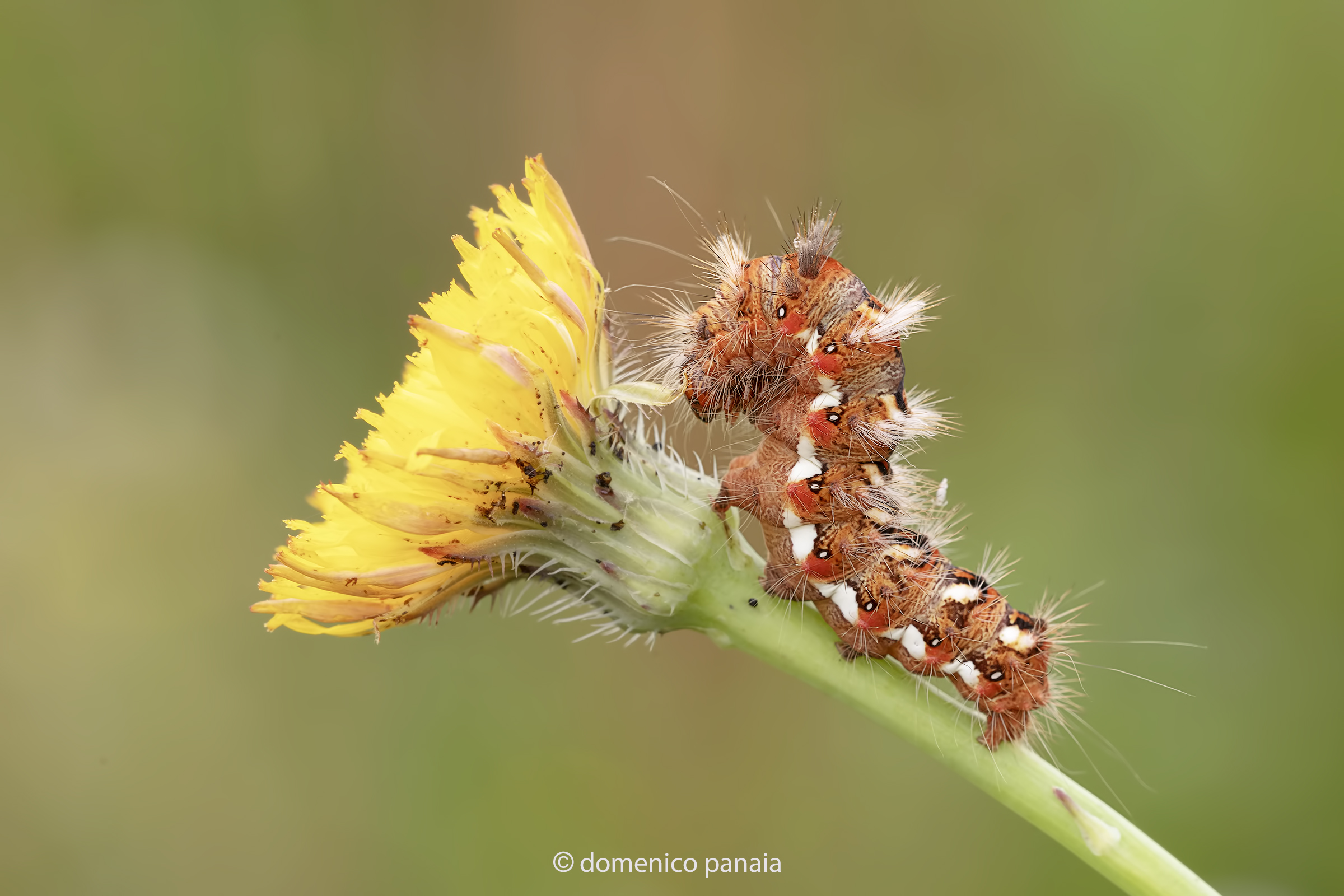 acronicta rumicis