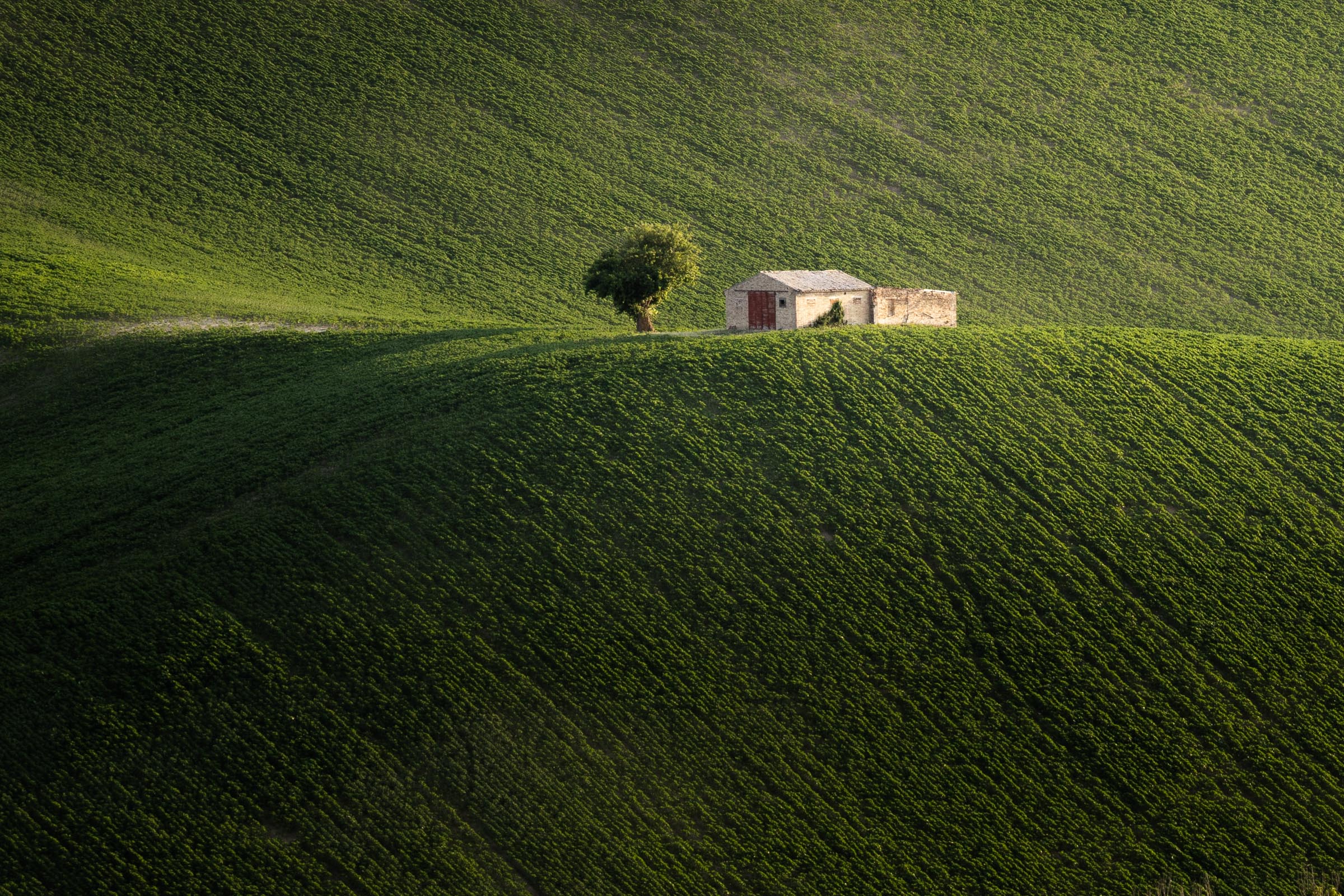 The shed and the mulberry
