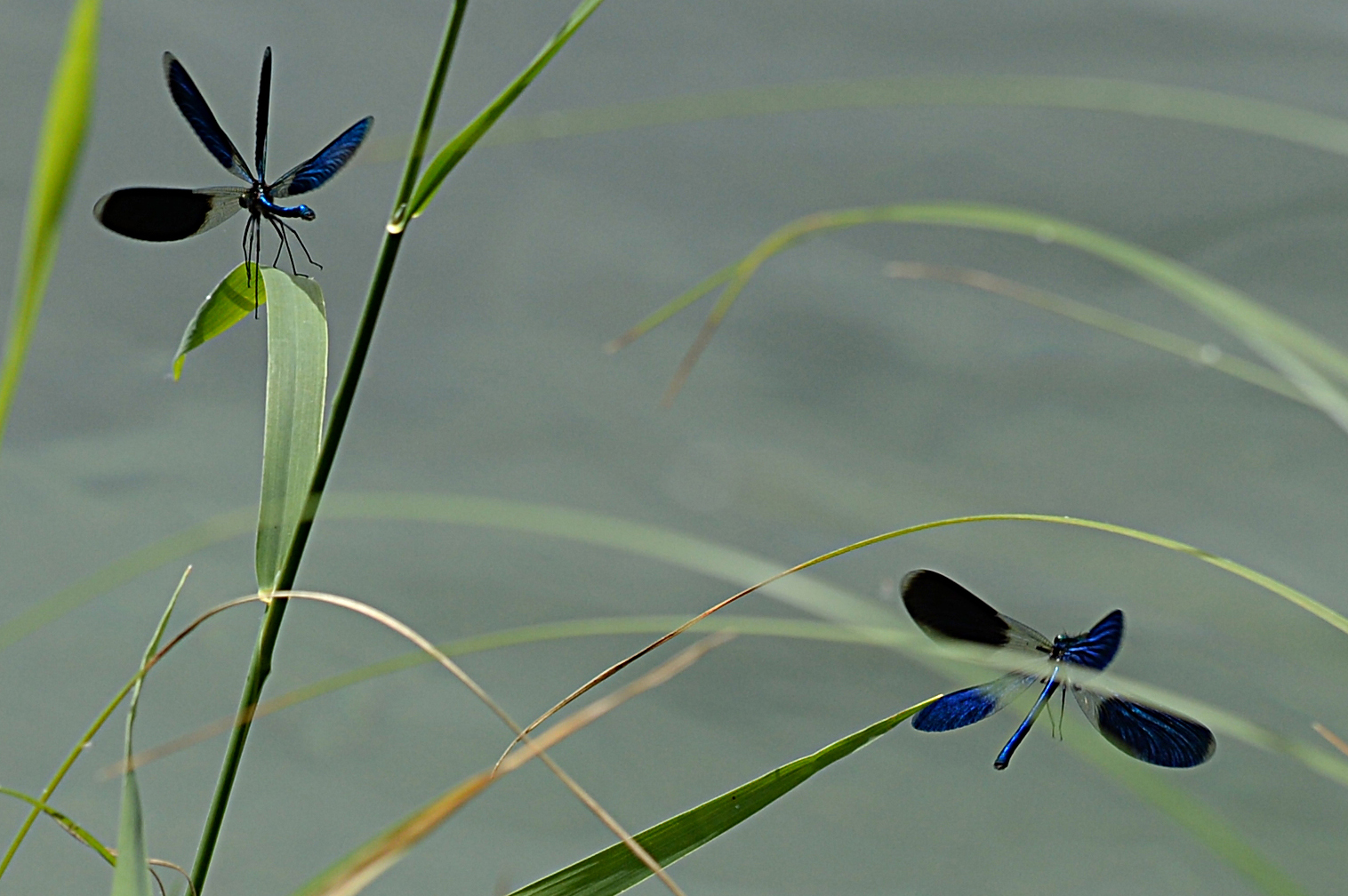 Bridesmaids in flight