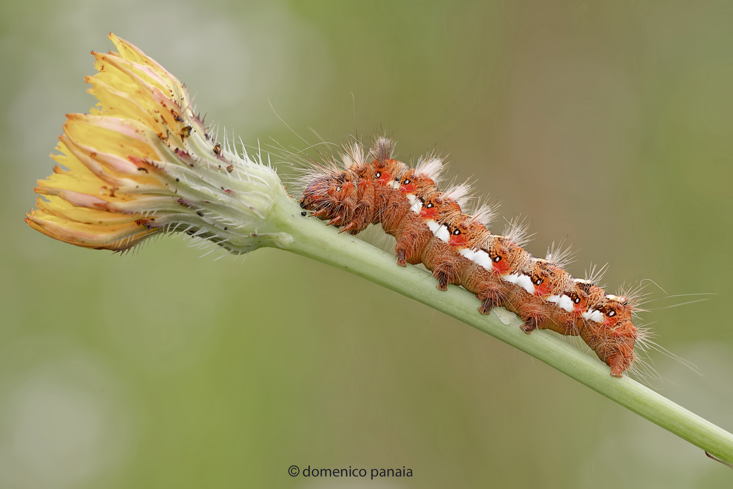 acronicta rumicis