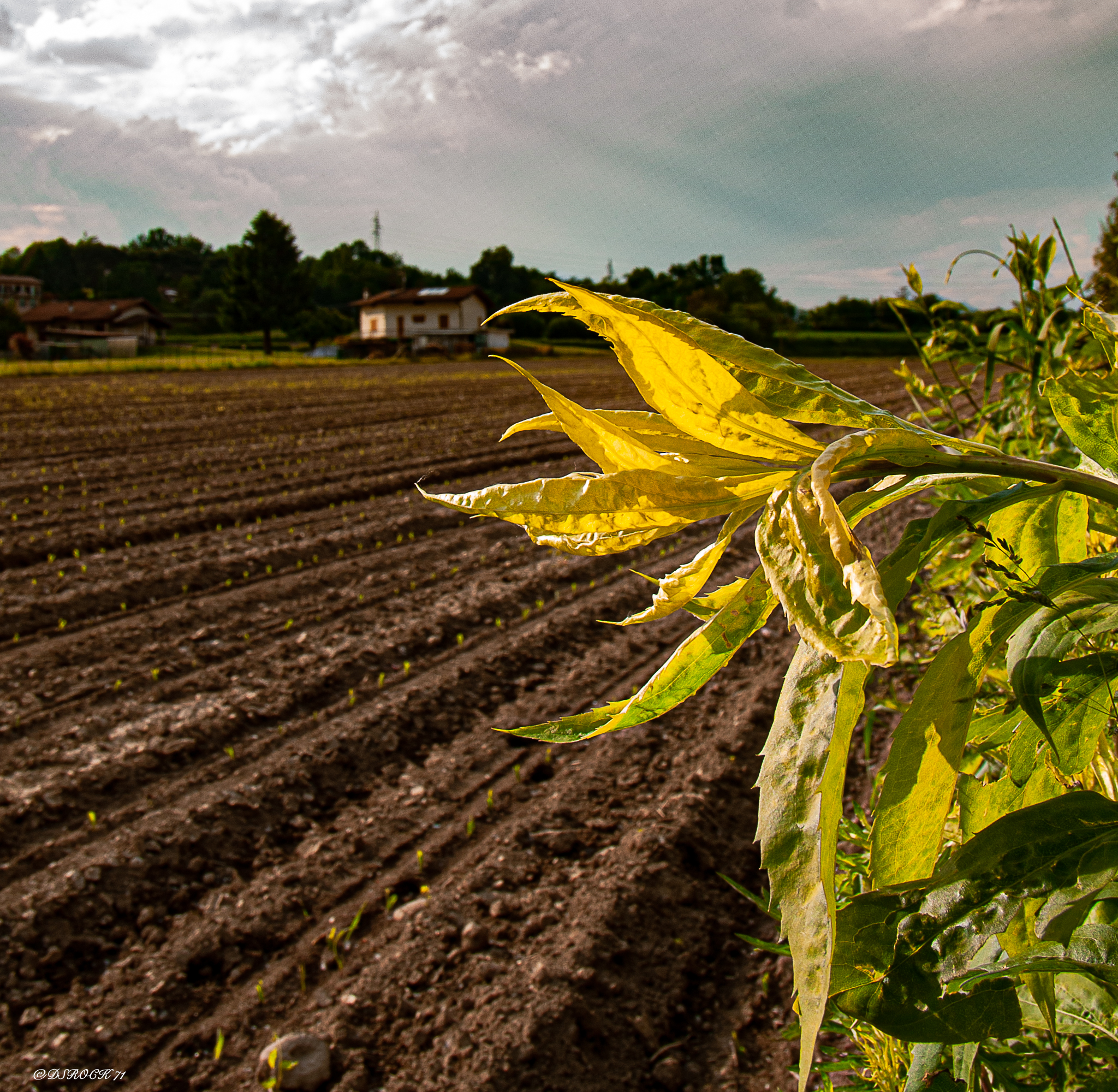 flowers & fields