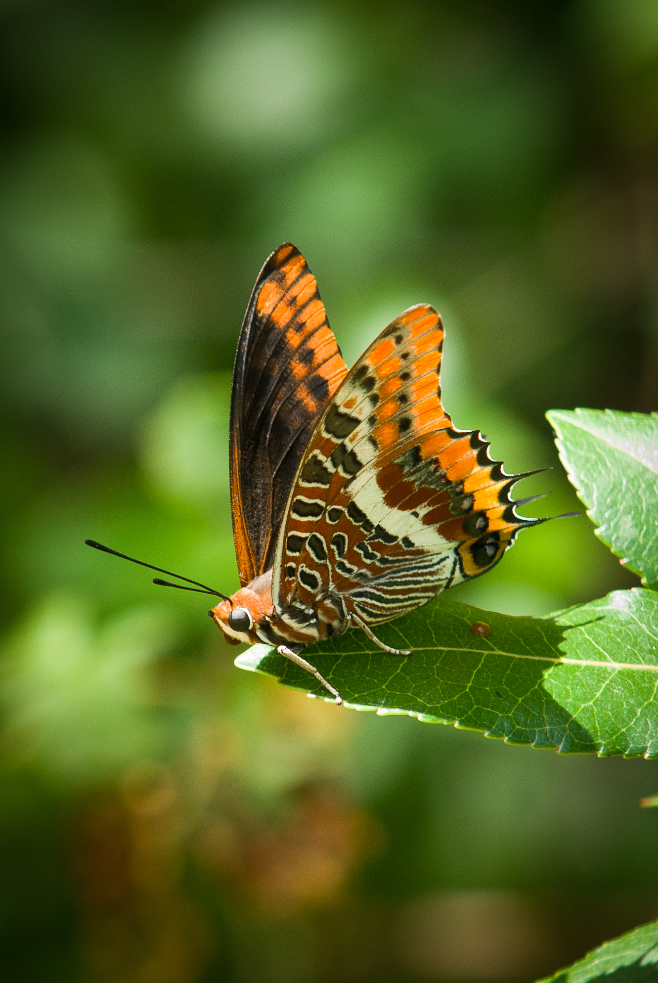 Charaxes jasius