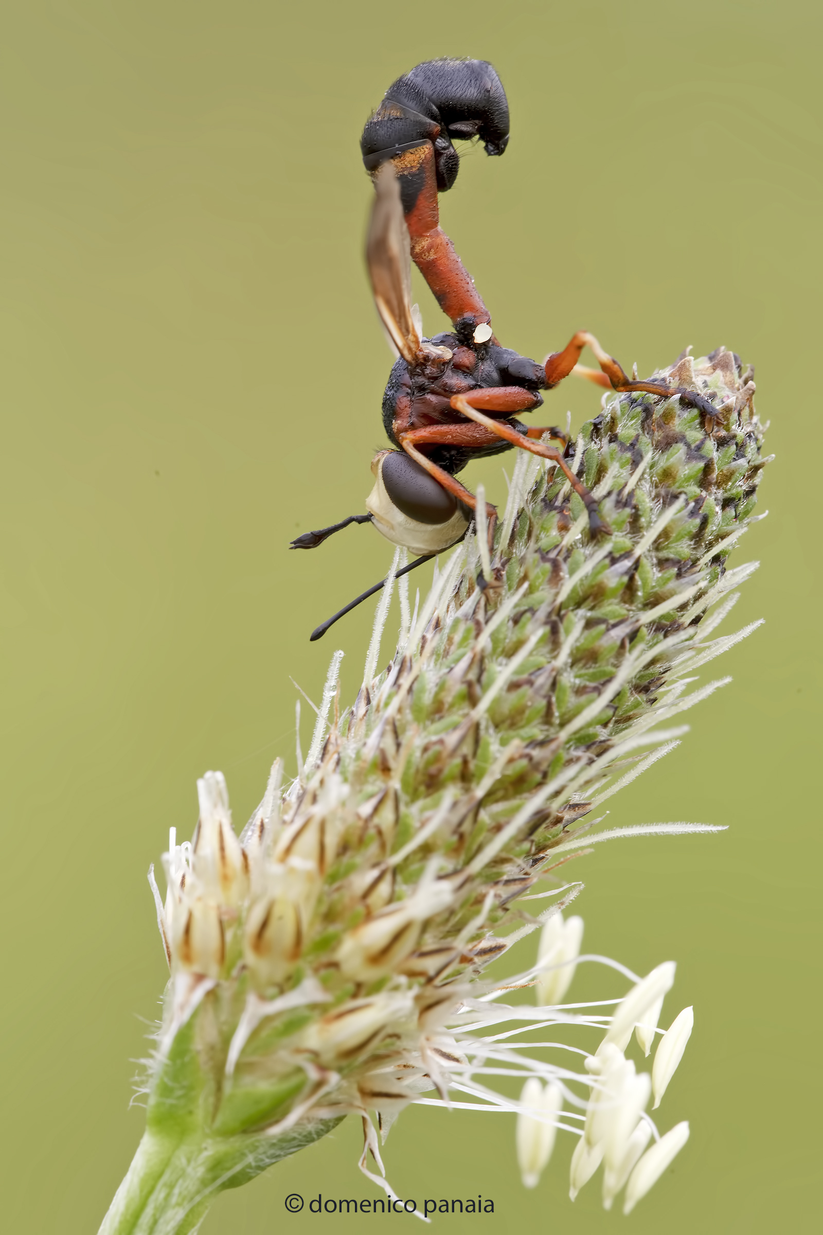 physocephala rufipes