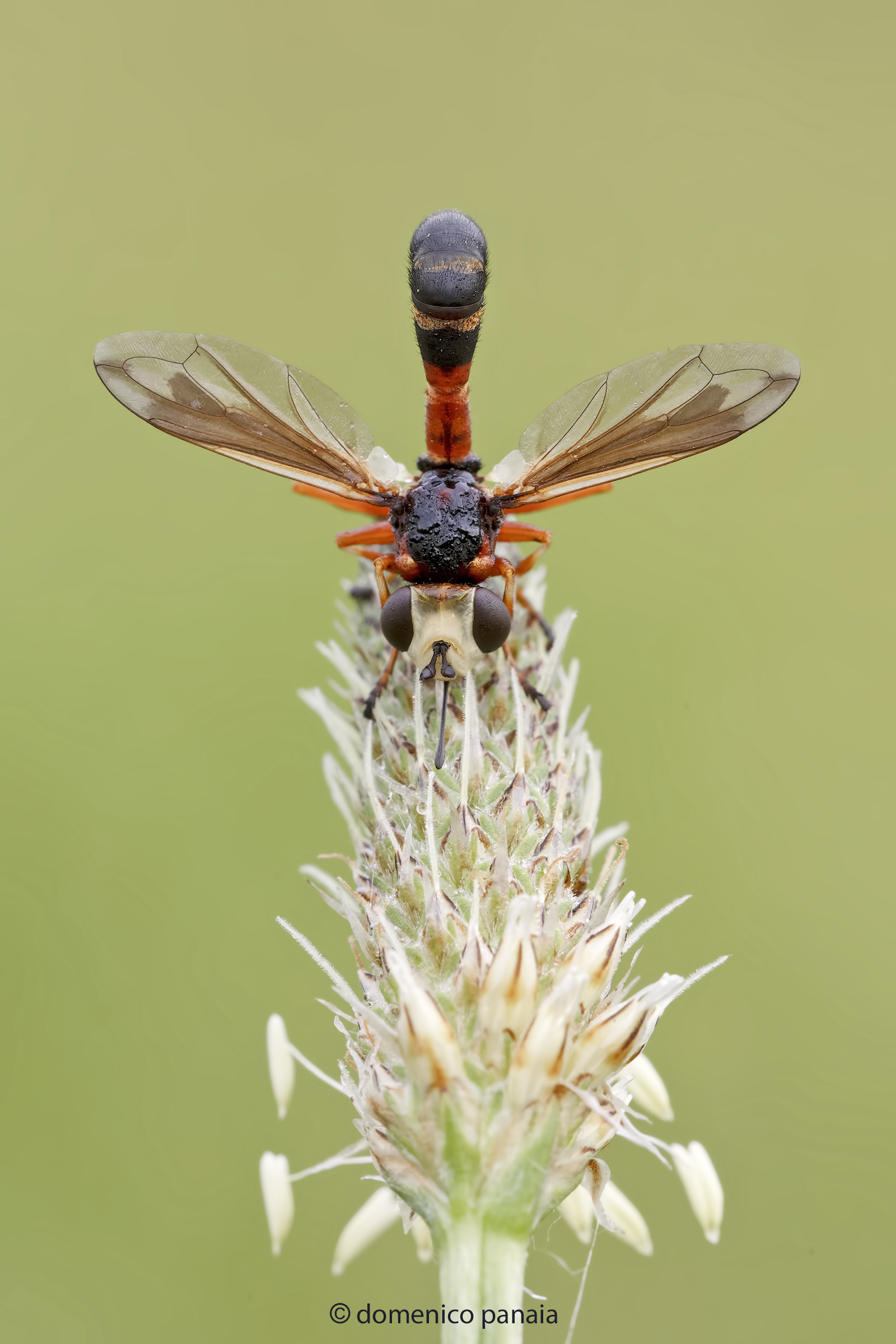 physocephala rufipes