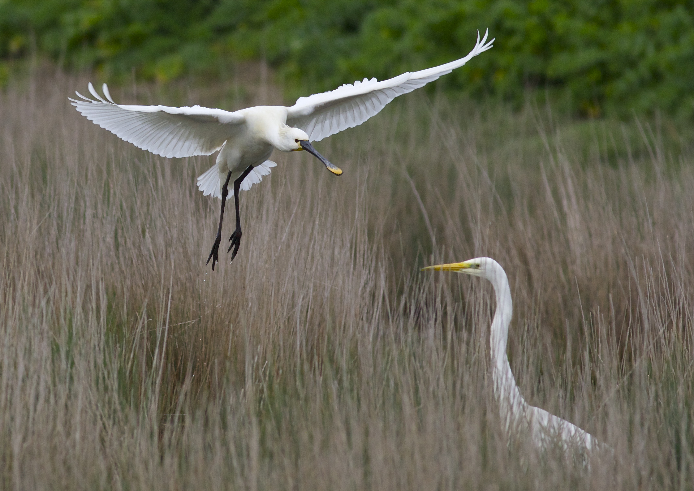 spatola e airone bianco