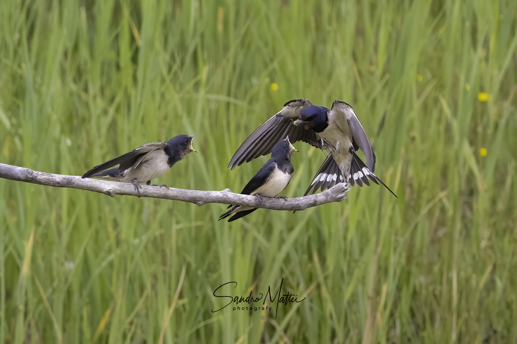 .......mamma ci sono anch'iooooo........