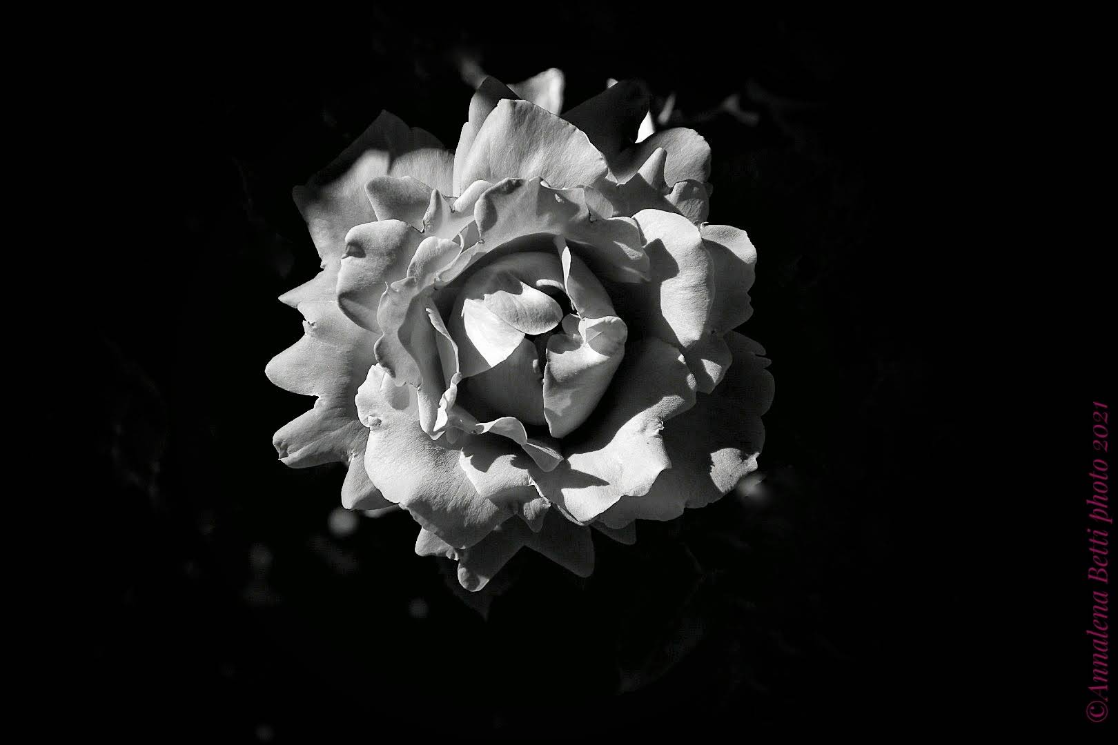 Una rosa in bianco e nero