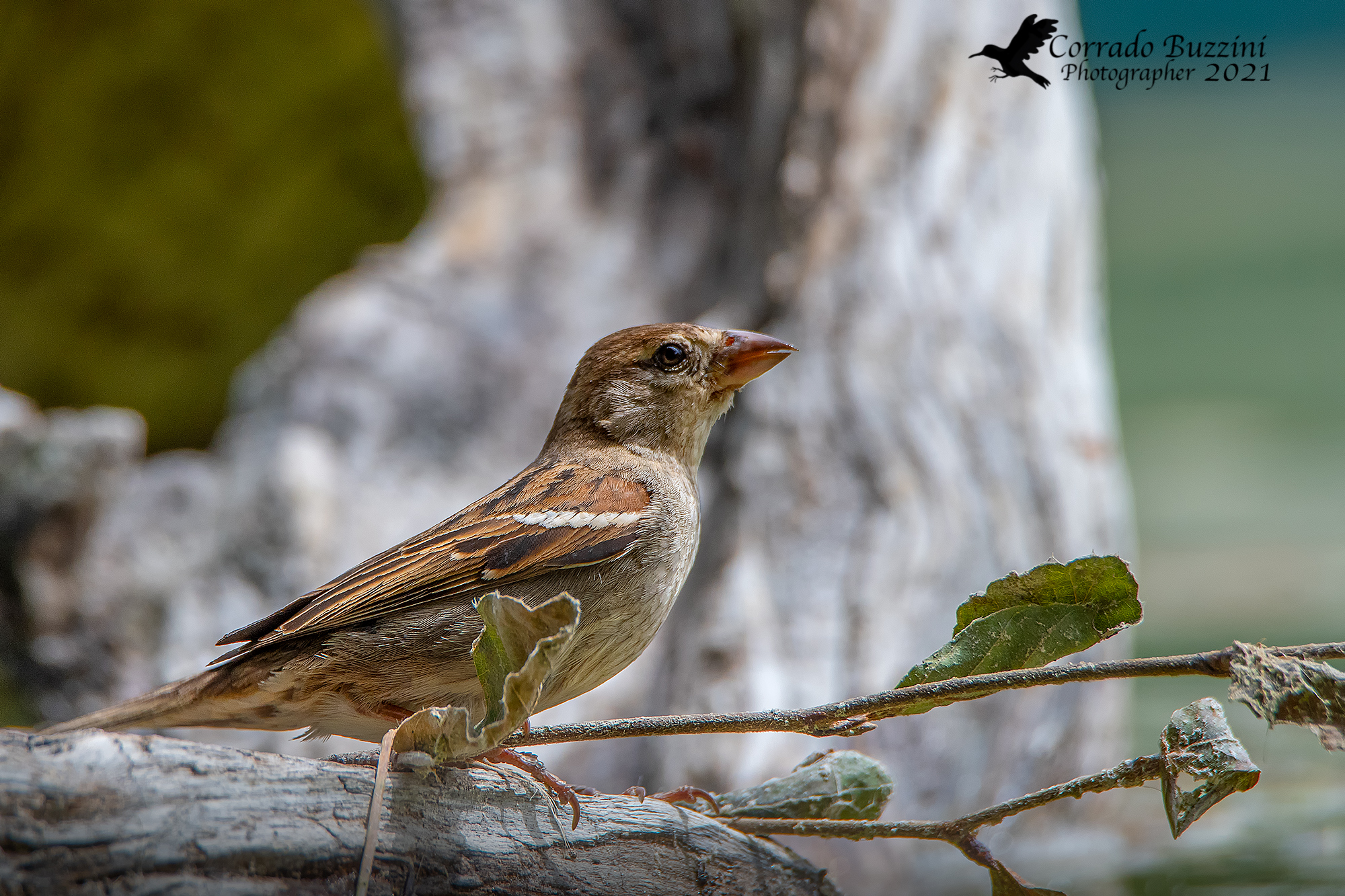 Common sparrow