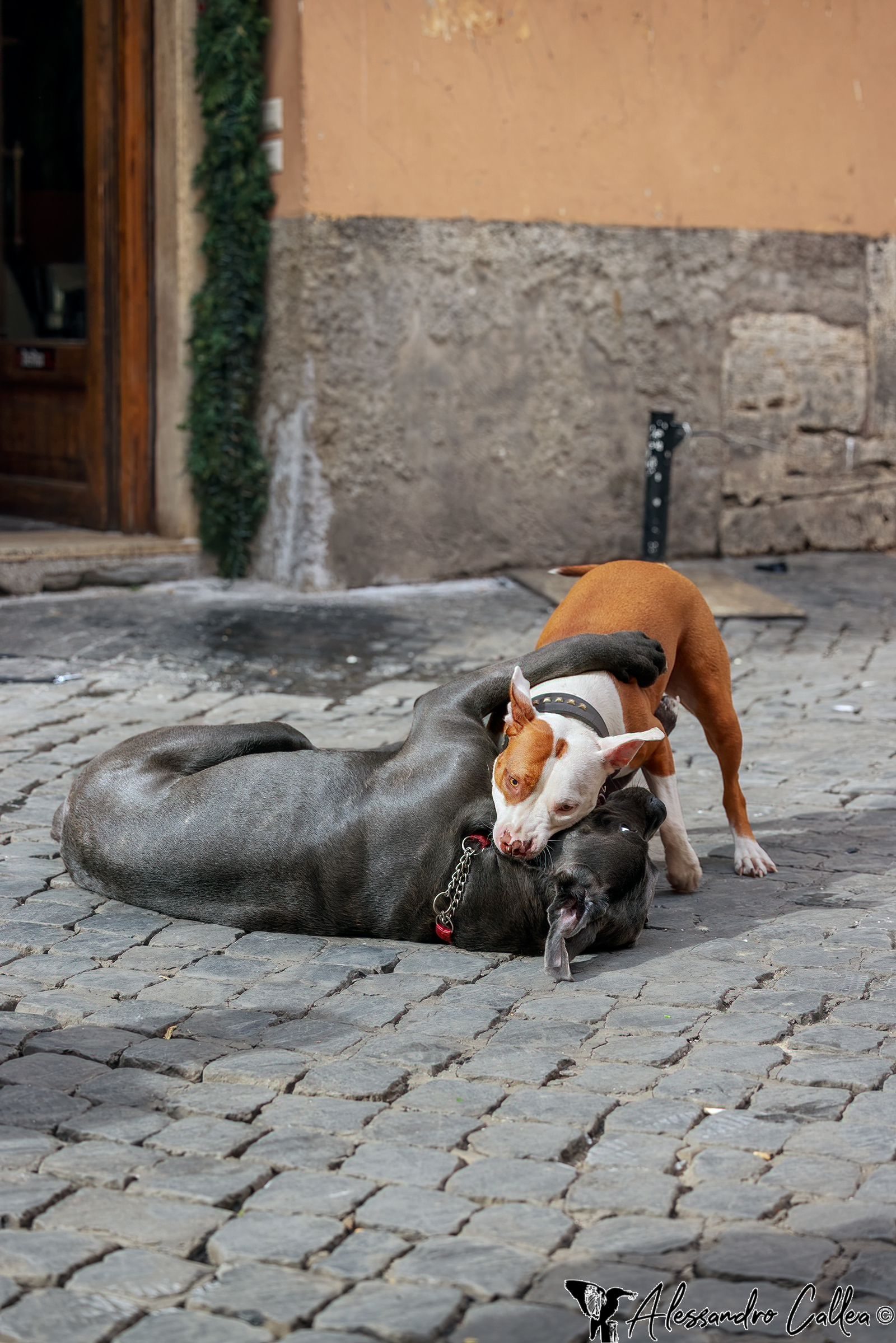 Due grandi giocherelloni