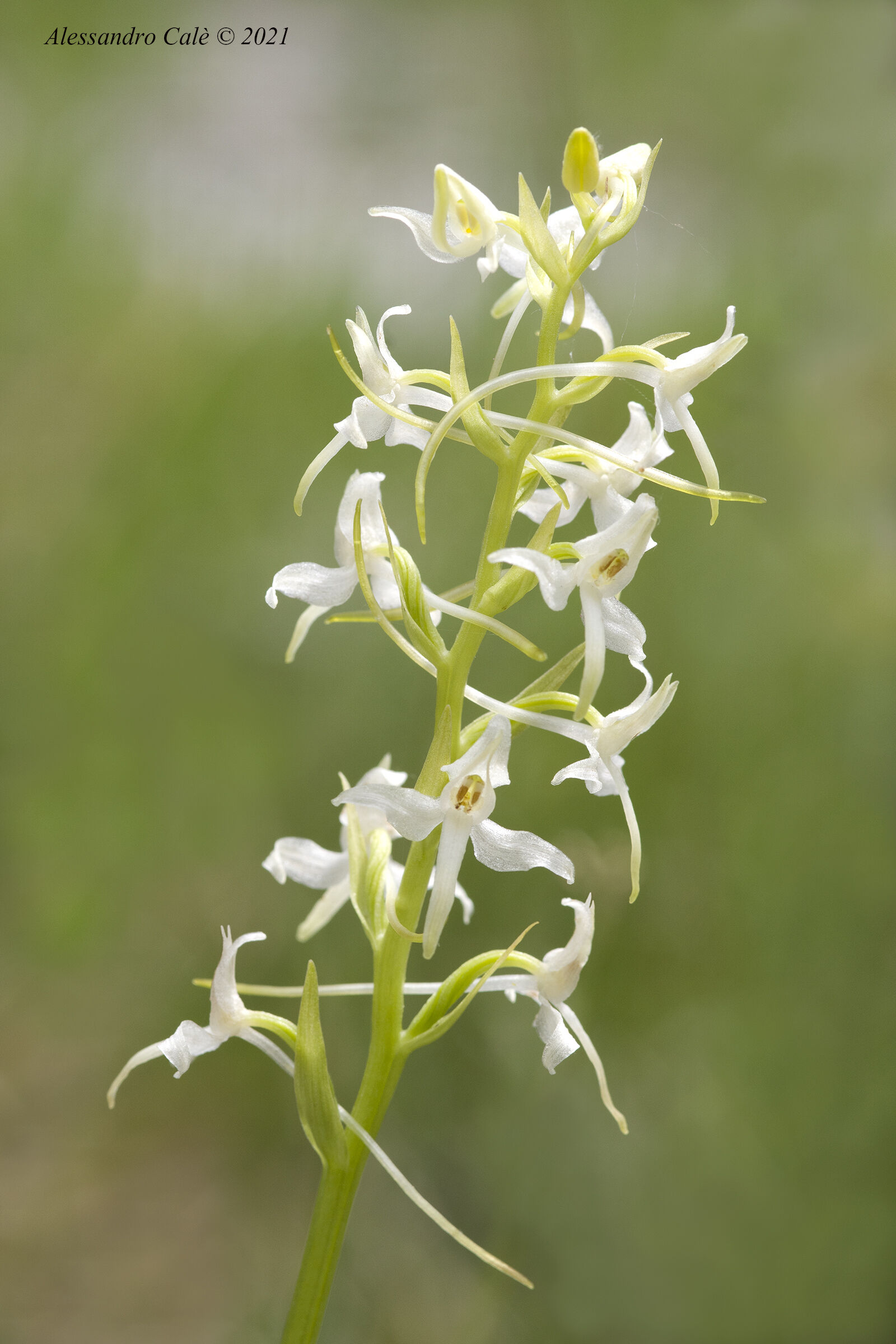 Plathantera bifolia (Platantera comune) 1127