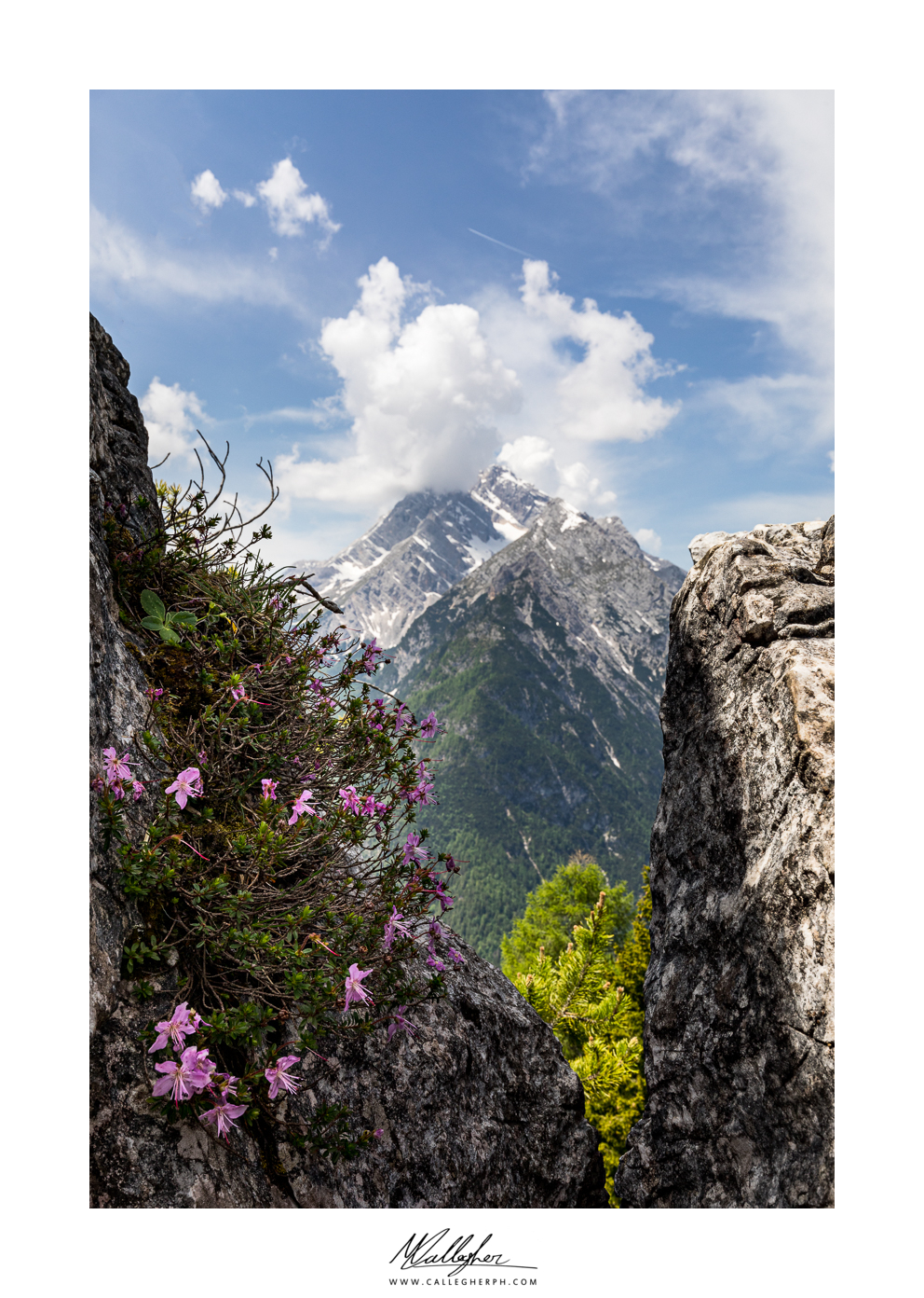 Fiorire tra le rocce