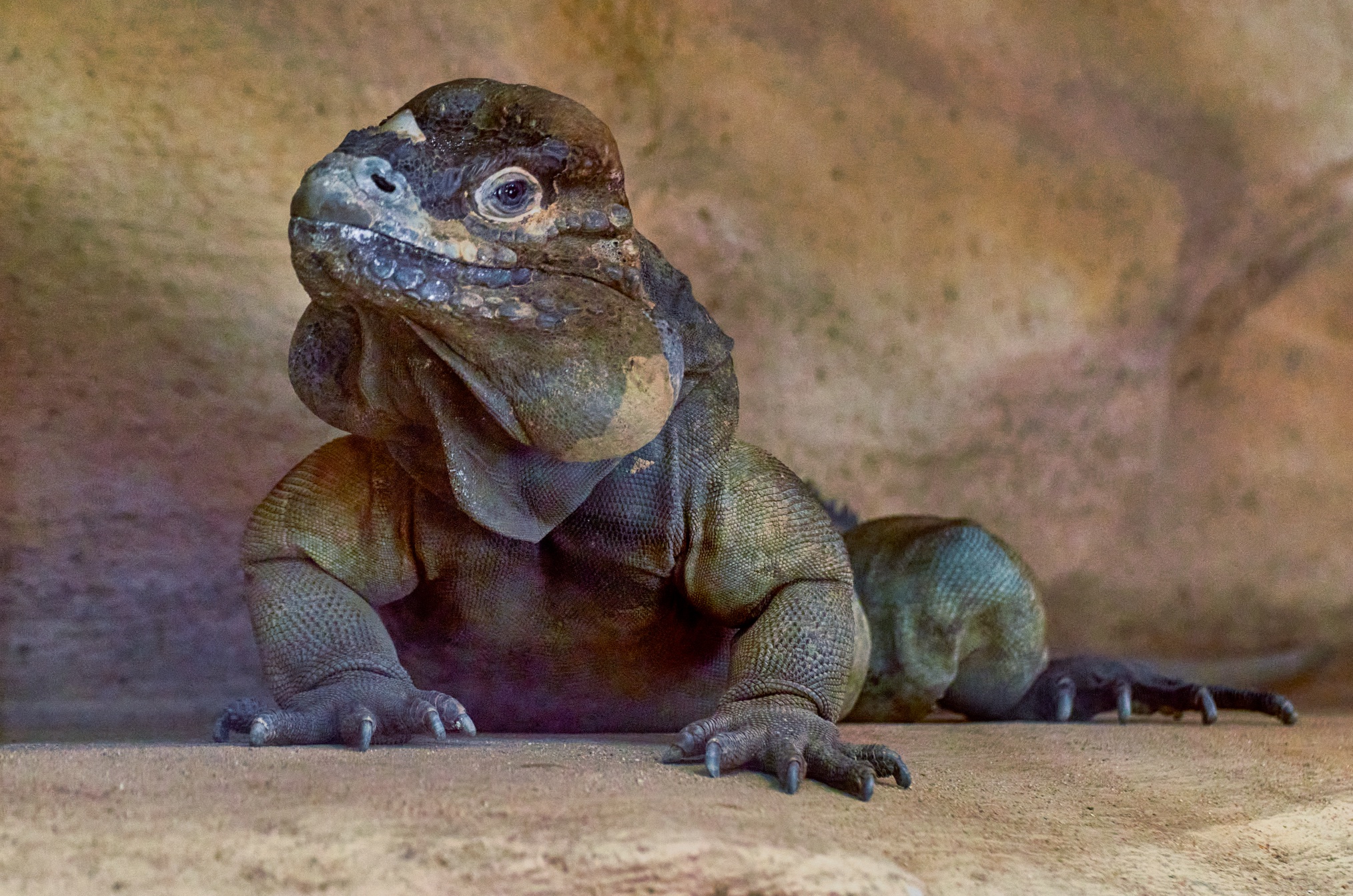 Green Iguana