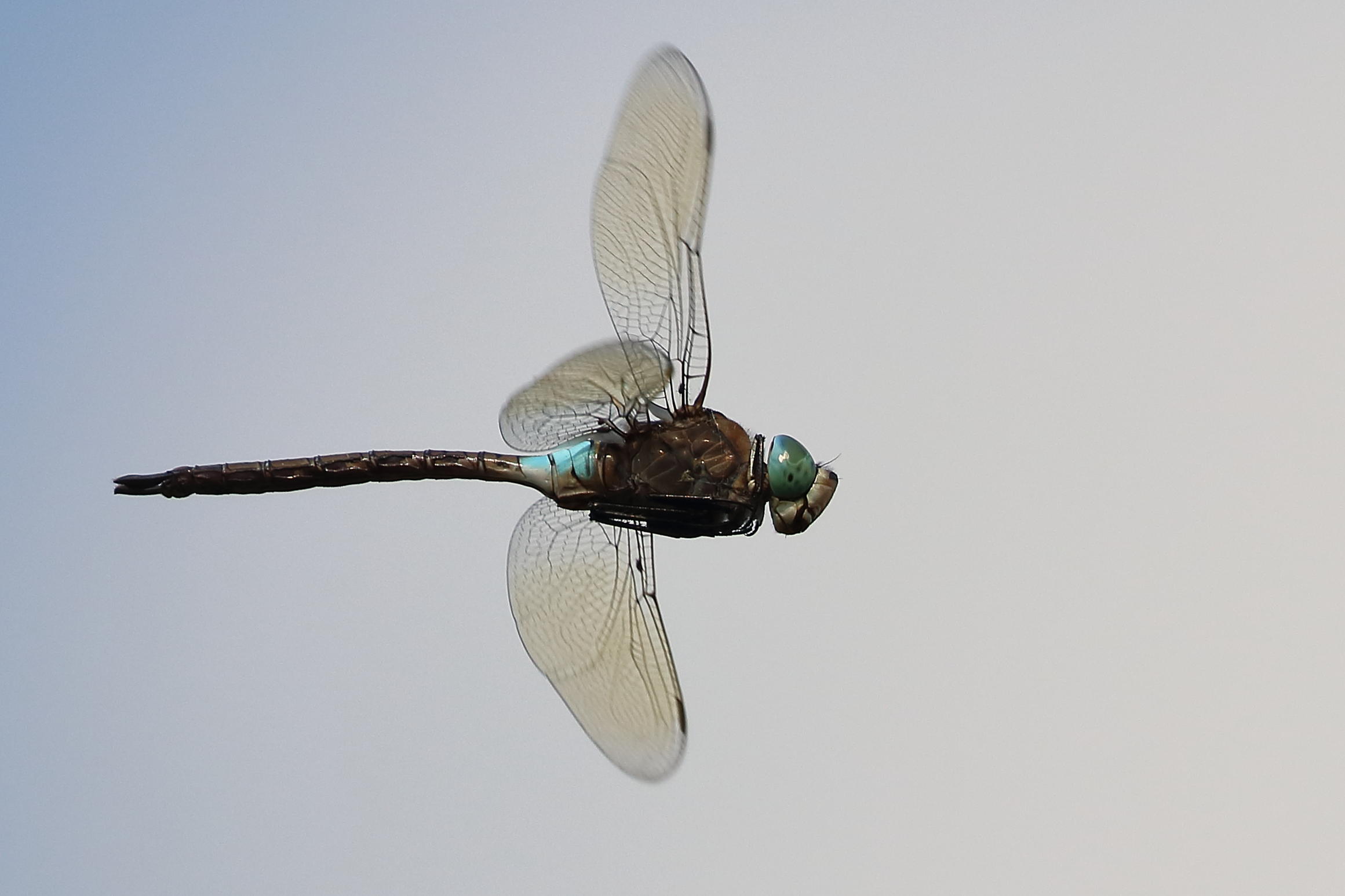 Imperatore minore in volo