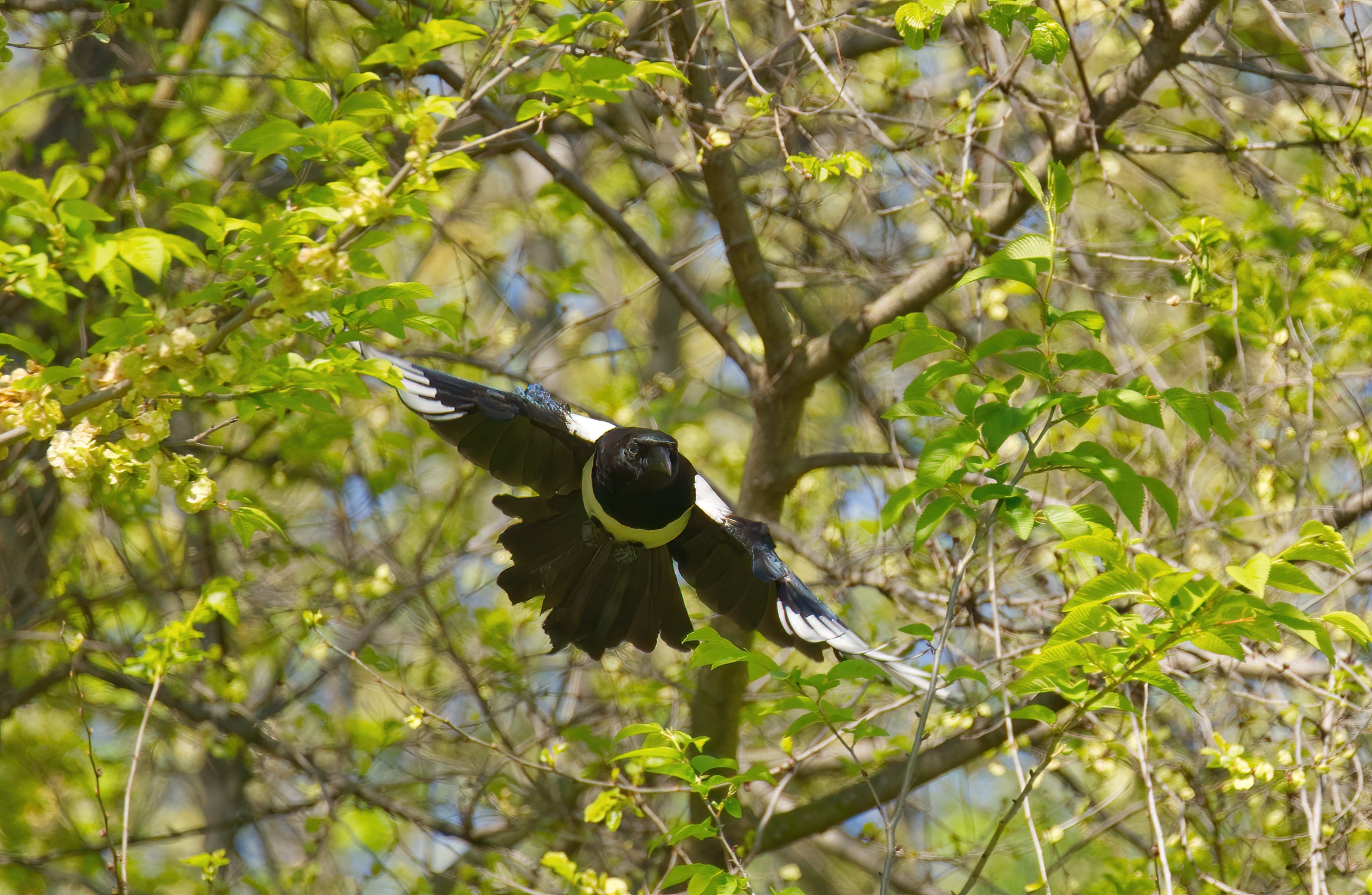 Volando tra gli alberi