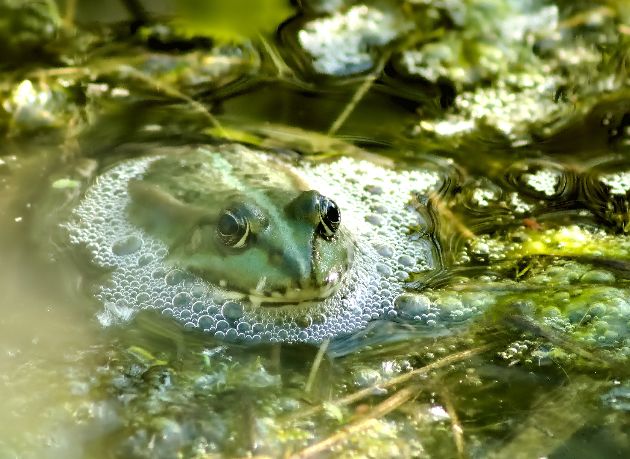 Frog - Maglione verde