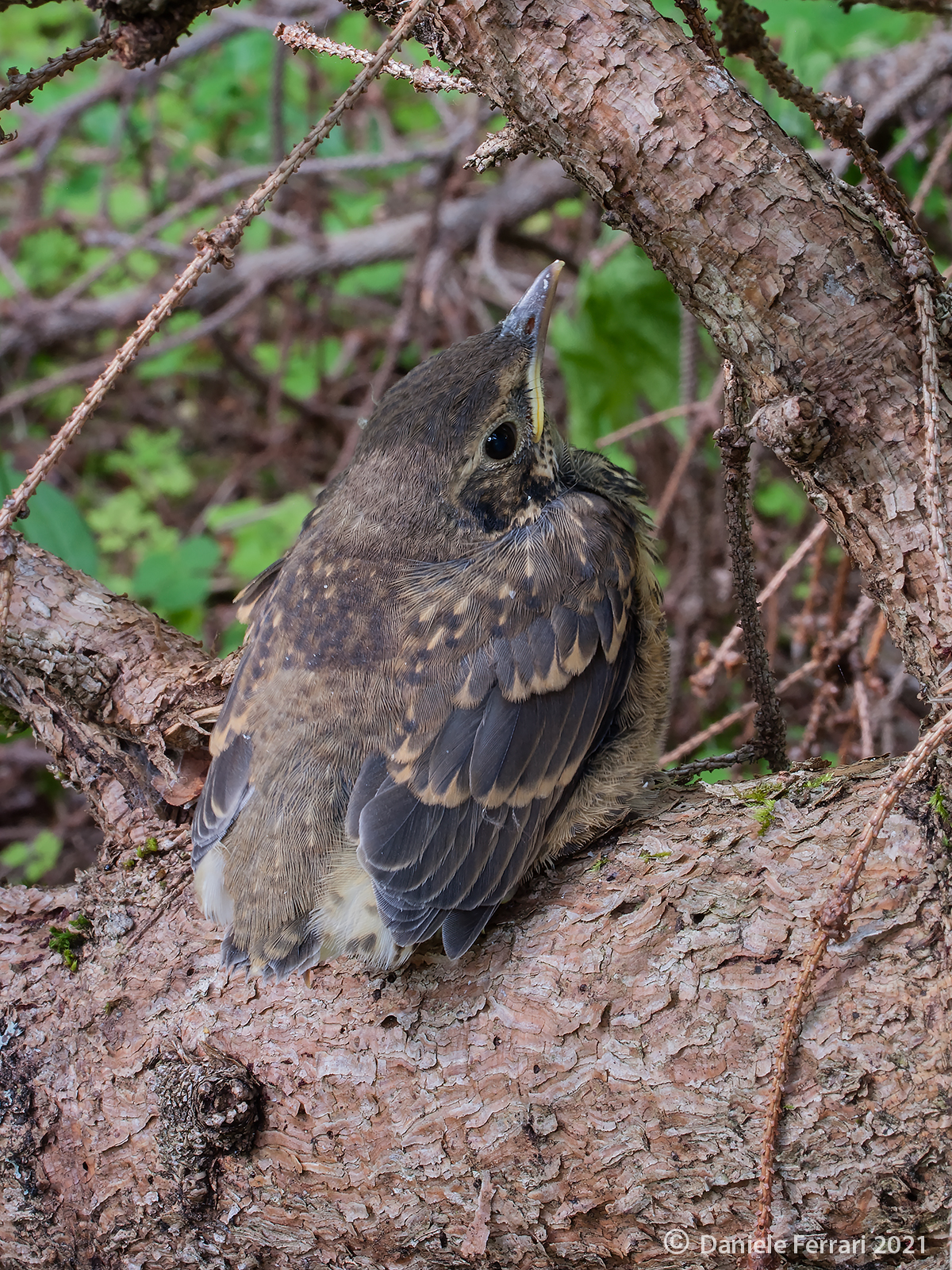 Da classificare: giovane merlo?