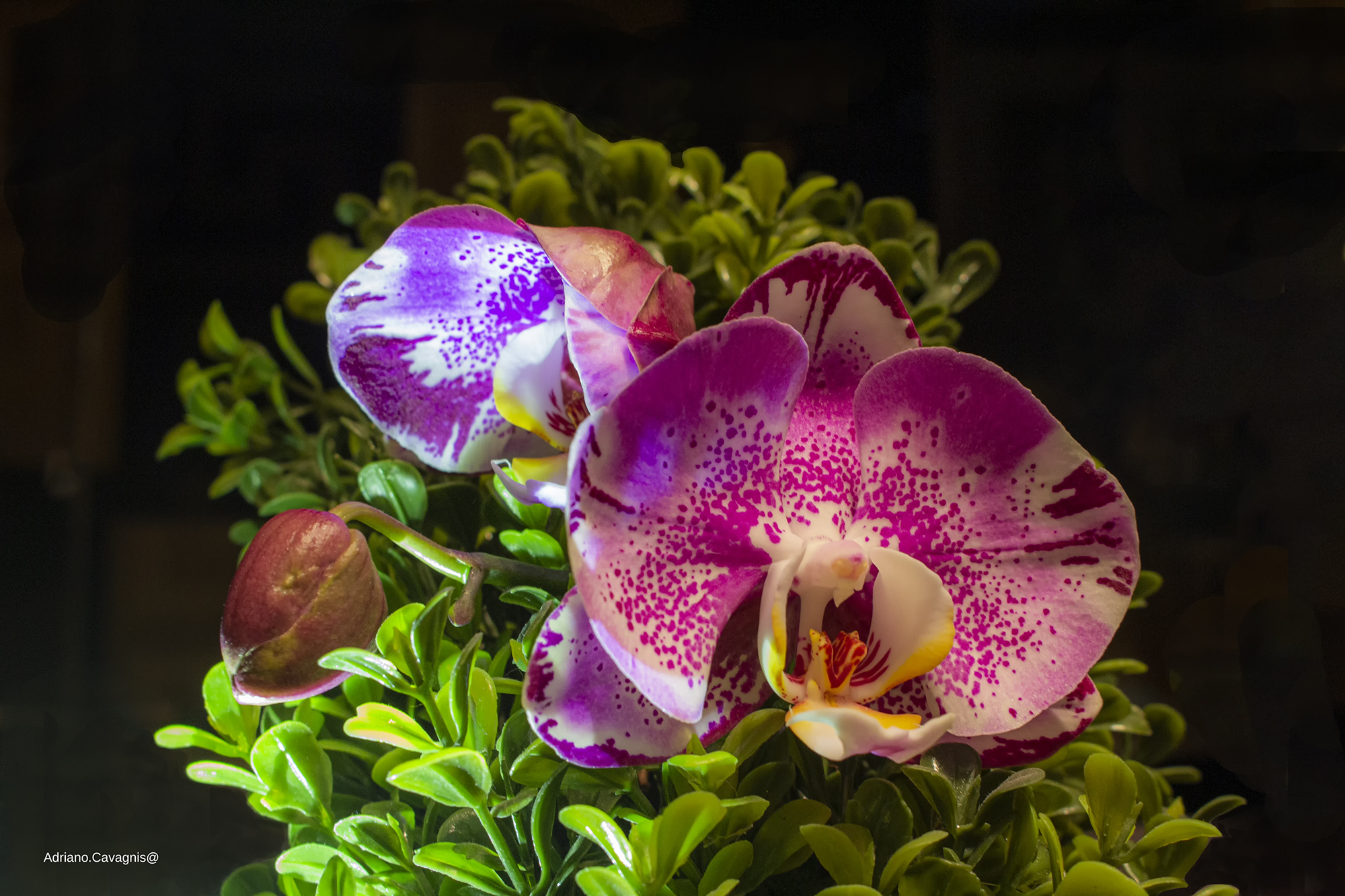 Orchidea fuori posto