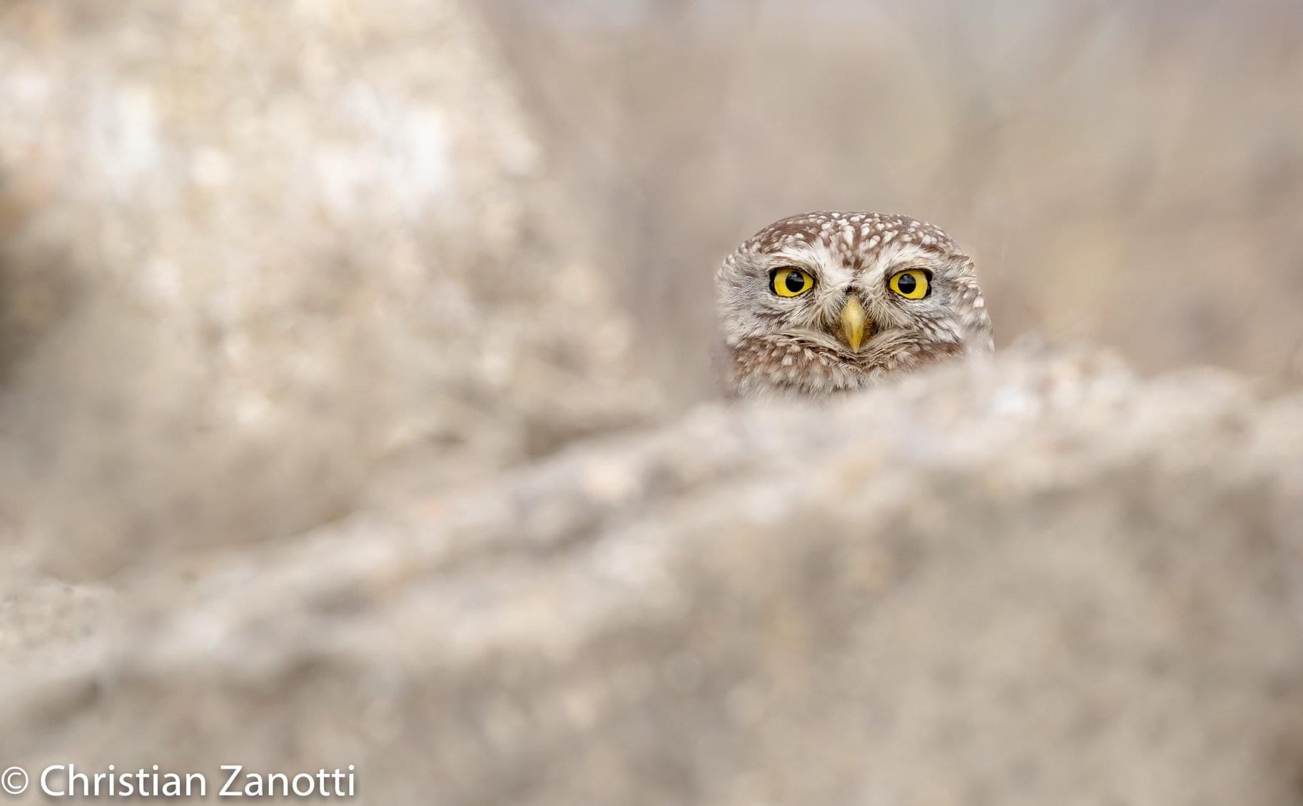 Curious Owl