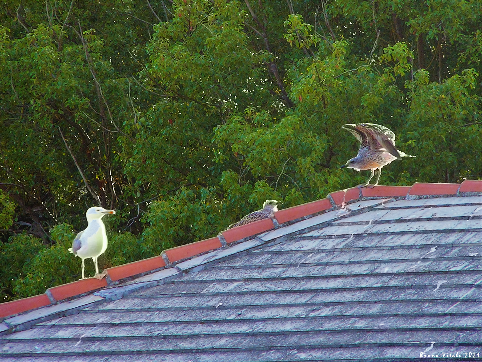 Small gulls grow