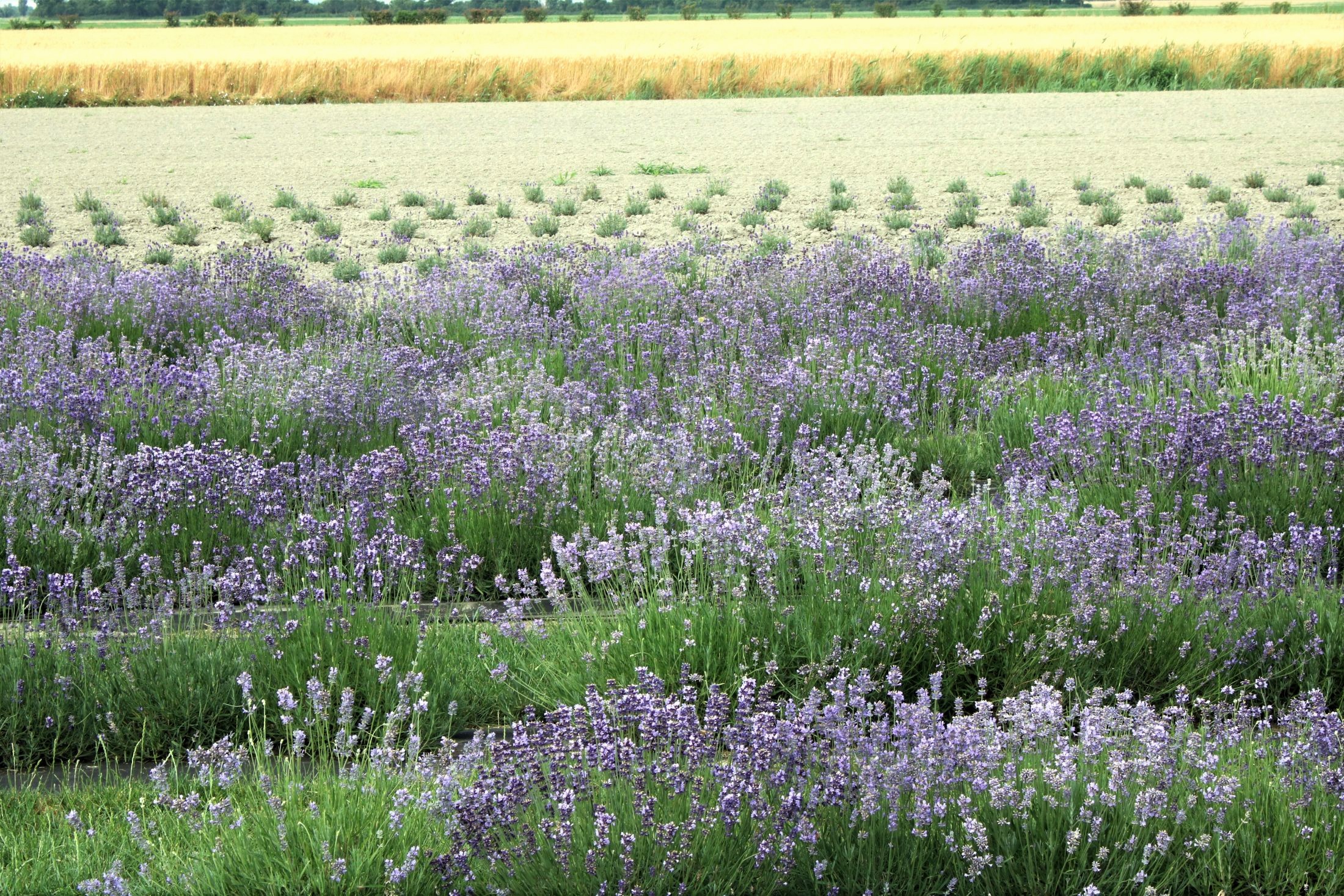 Lavanda e grano
