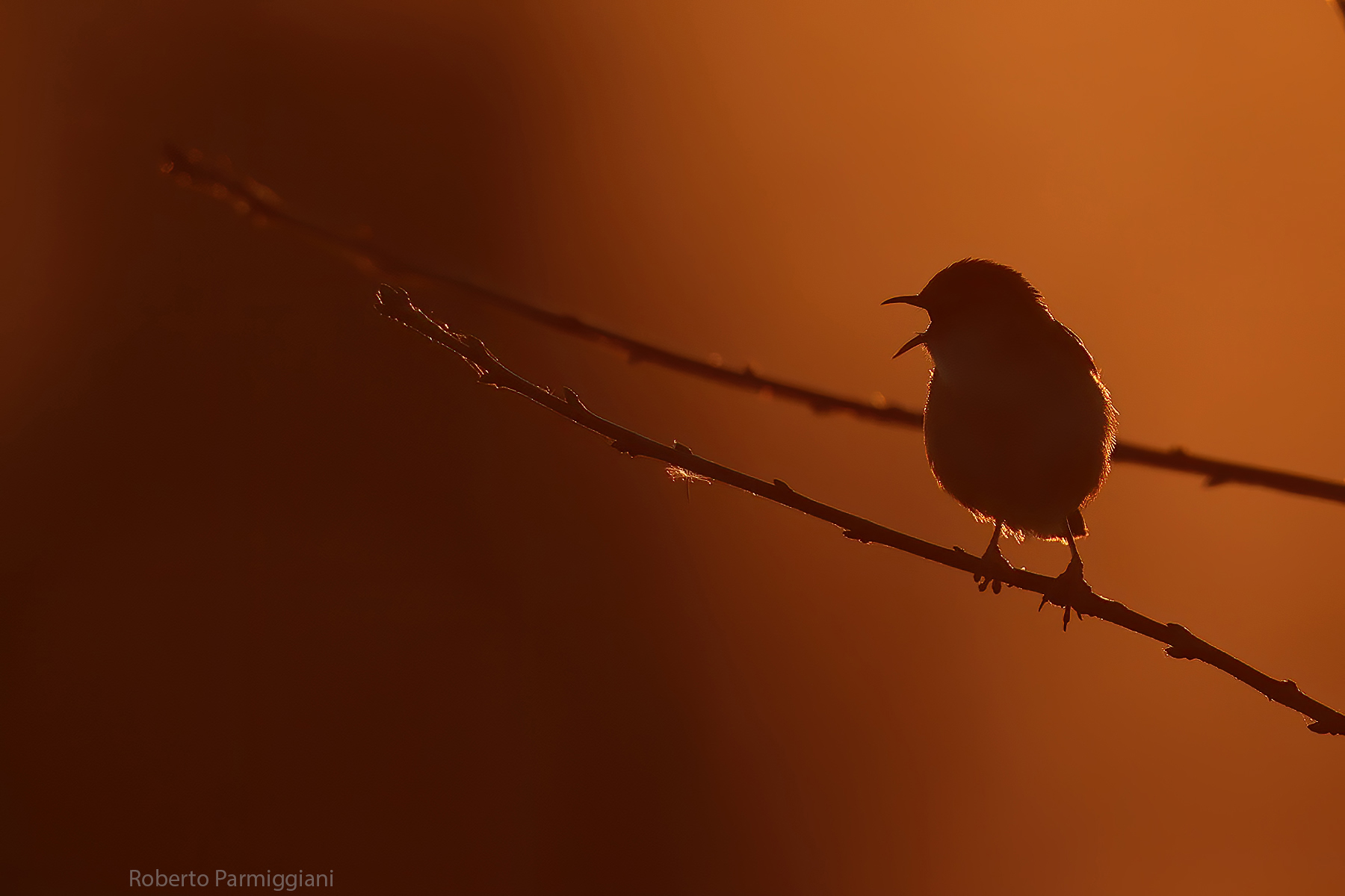 beccamoschino in backlight