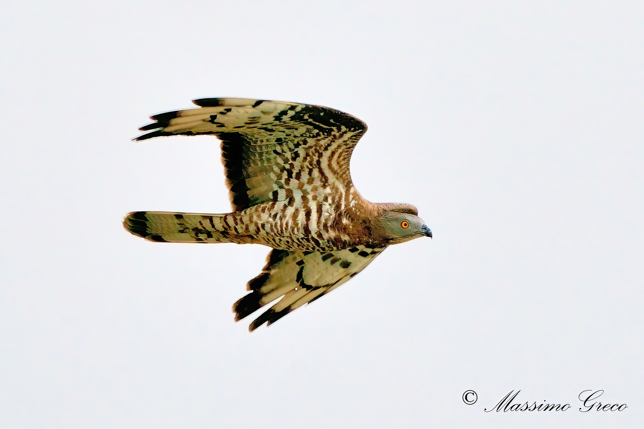 Falco pecchiaiolo (Pernis apivorus)