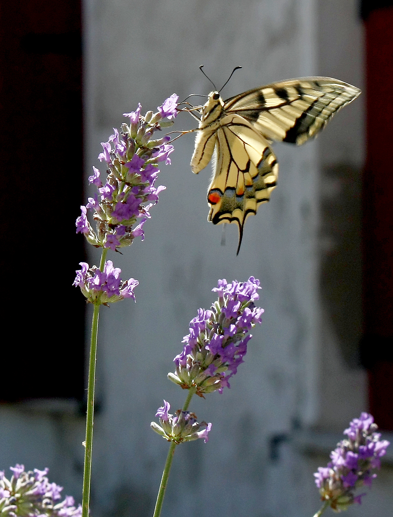 Butterfly and lavender