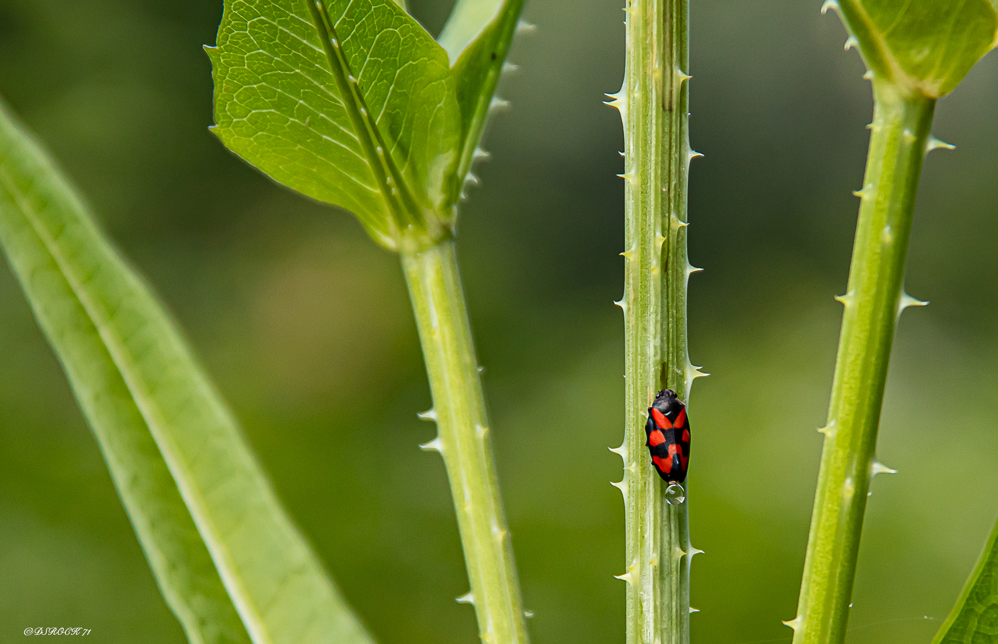un insetto chiamato Darth Maul...