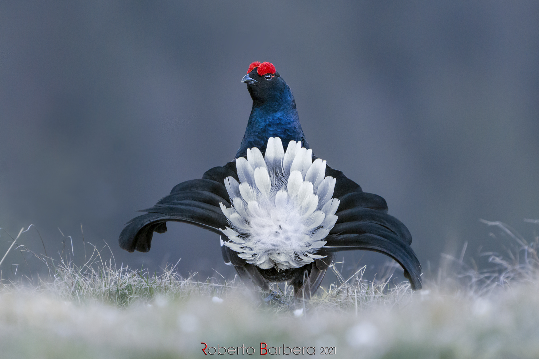 lato B del gallo forcello