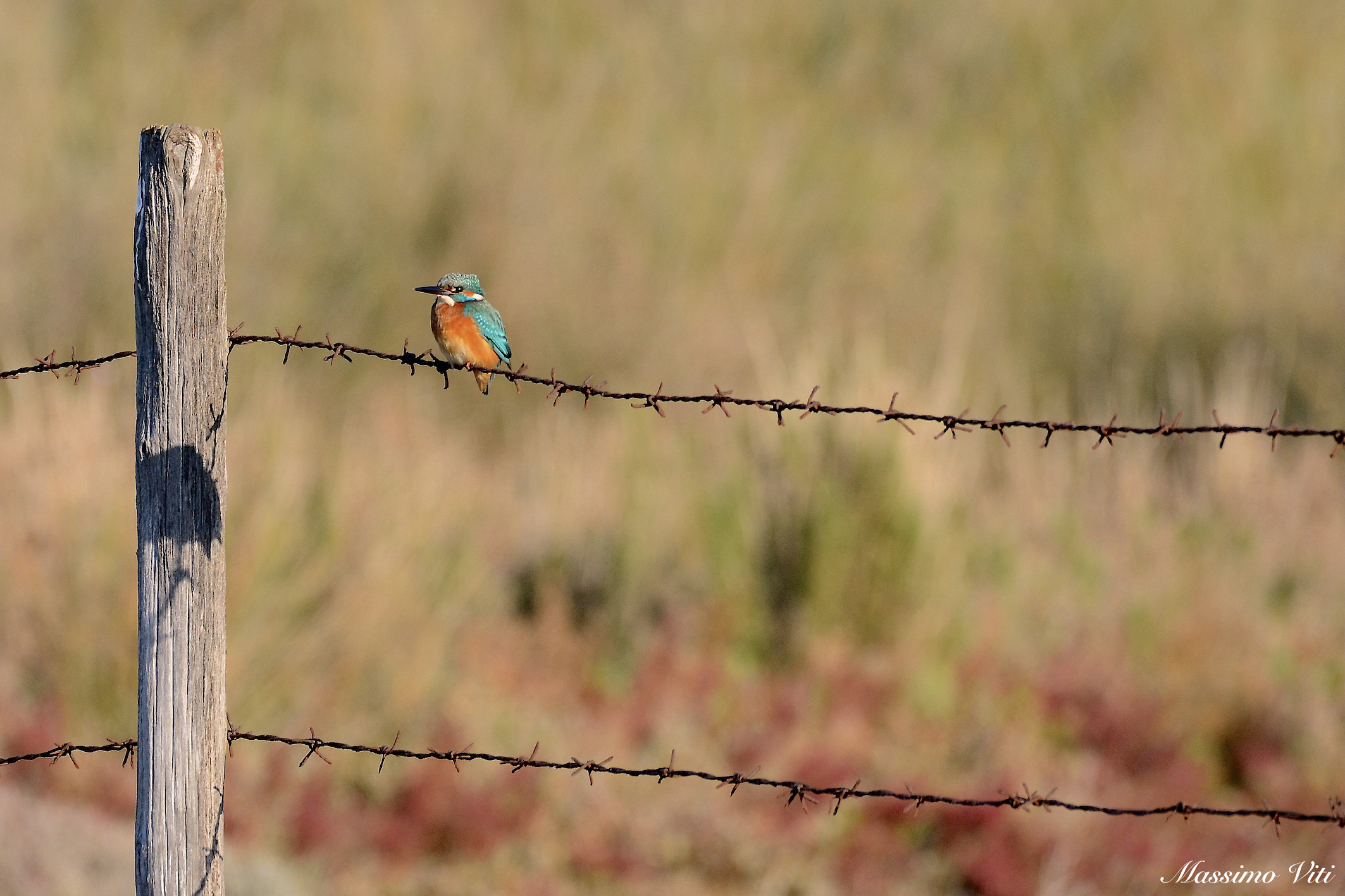 La tenerezza del Martin pescatore