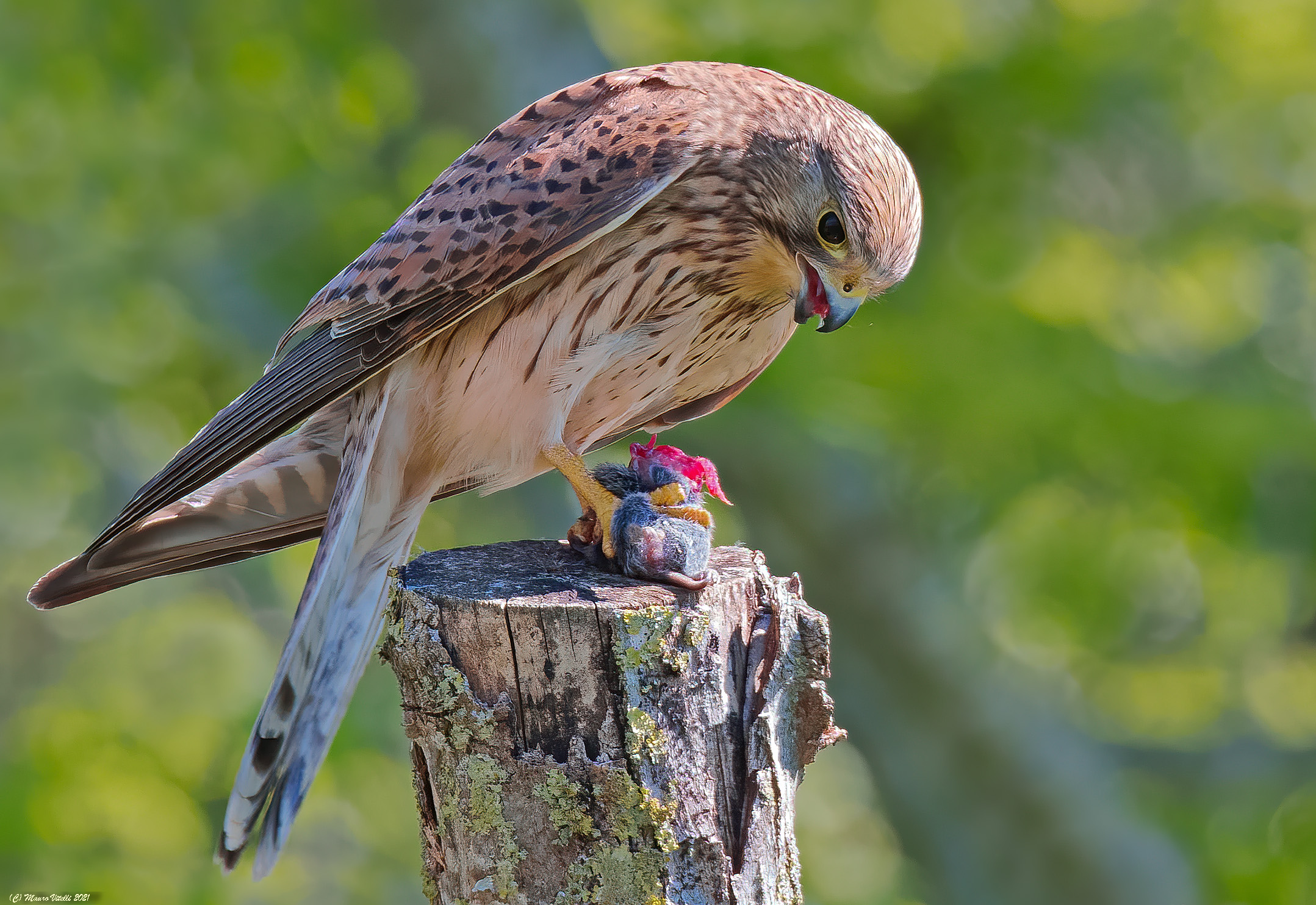 La fine del topo (Gheppio femmina)
