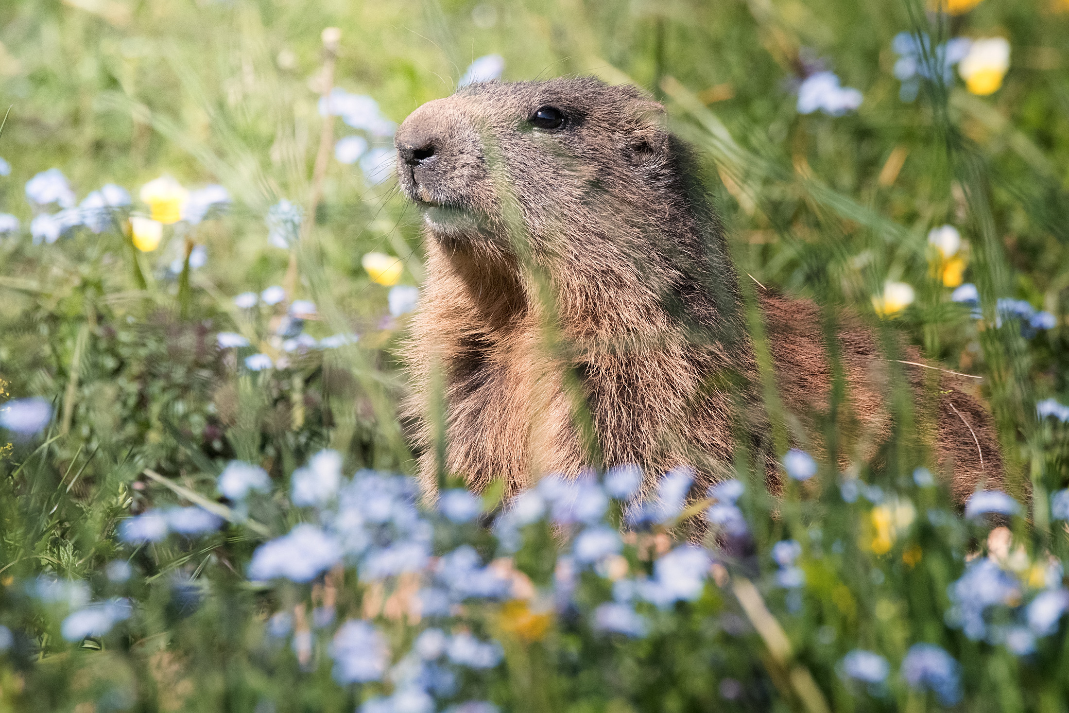 Marmotta