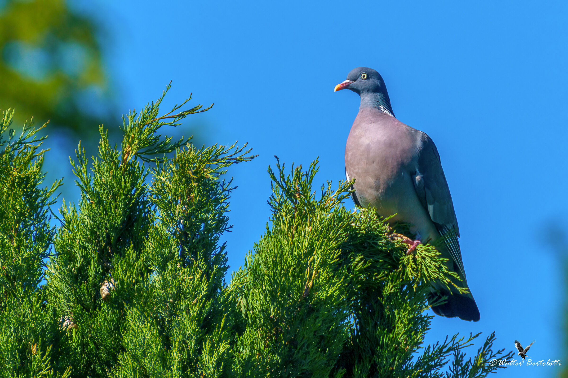 wood pigeon