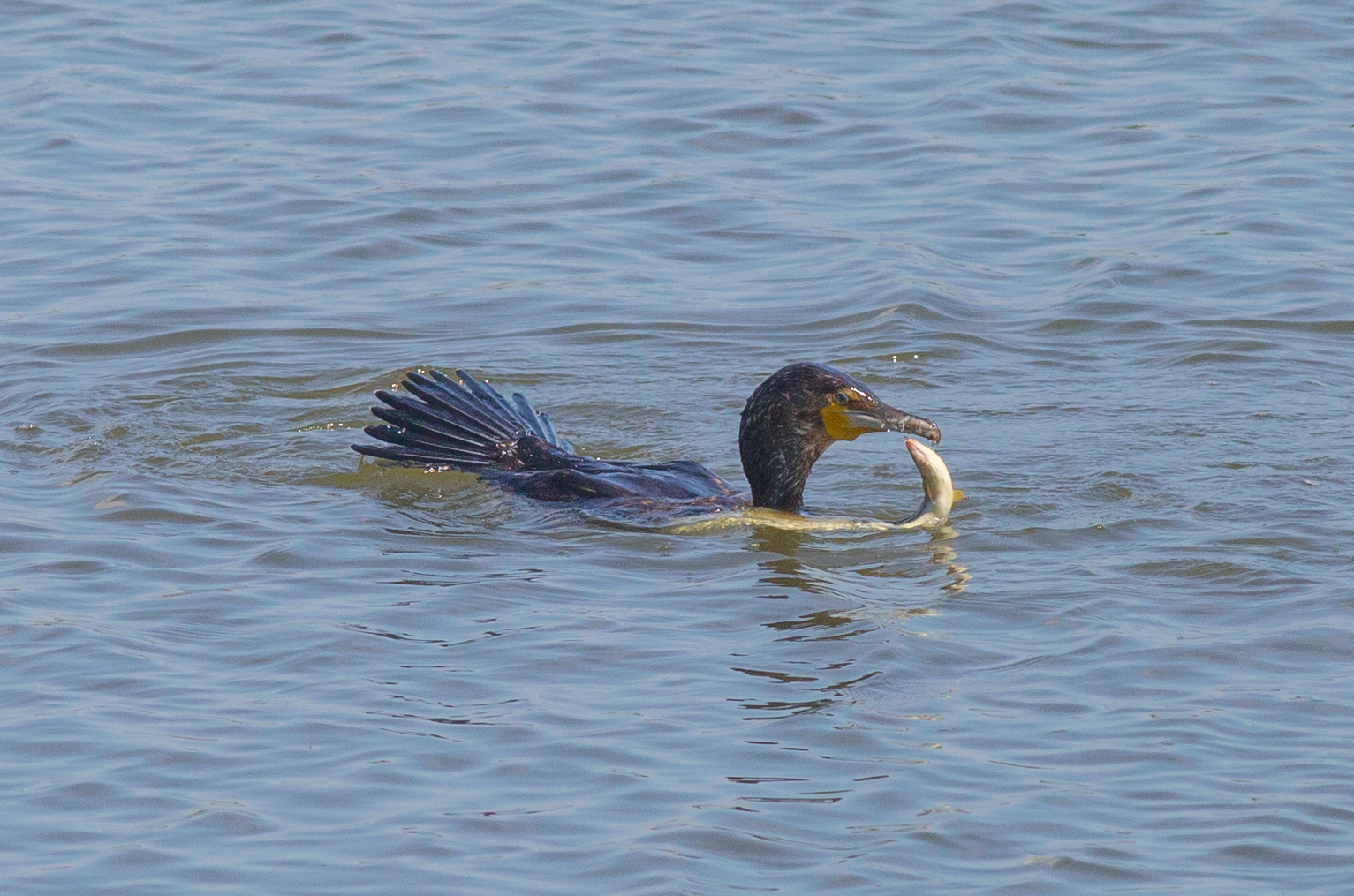 cormorant fishing