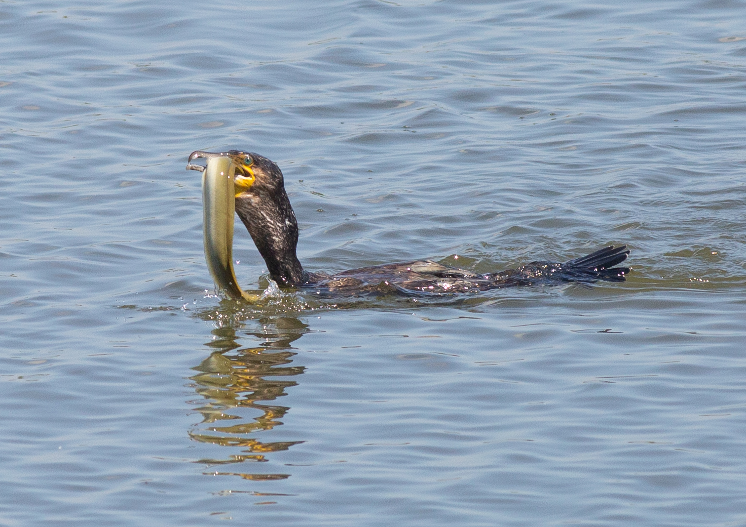 Gluttonous cormorant
