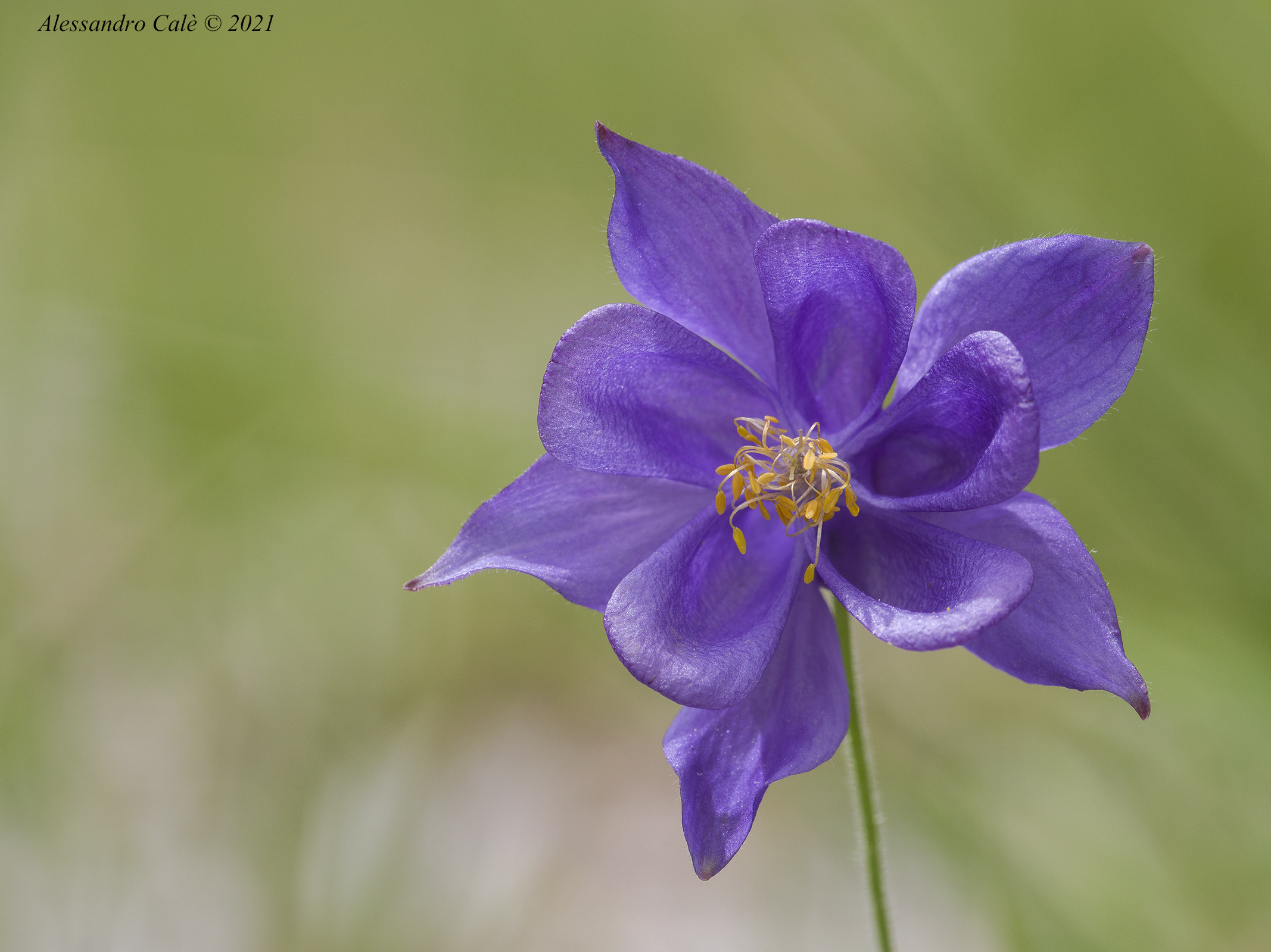 Aquilegia 1114