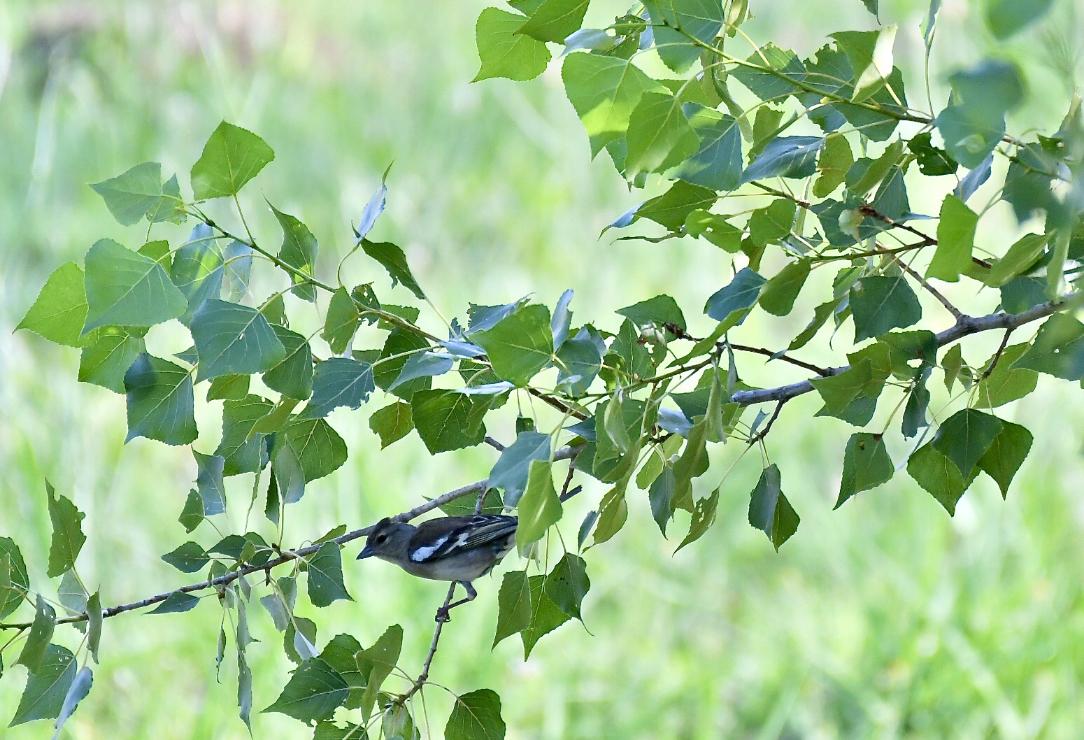 Young Finch 1