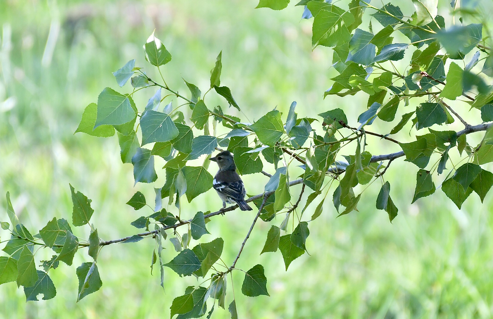 Young Finch 3