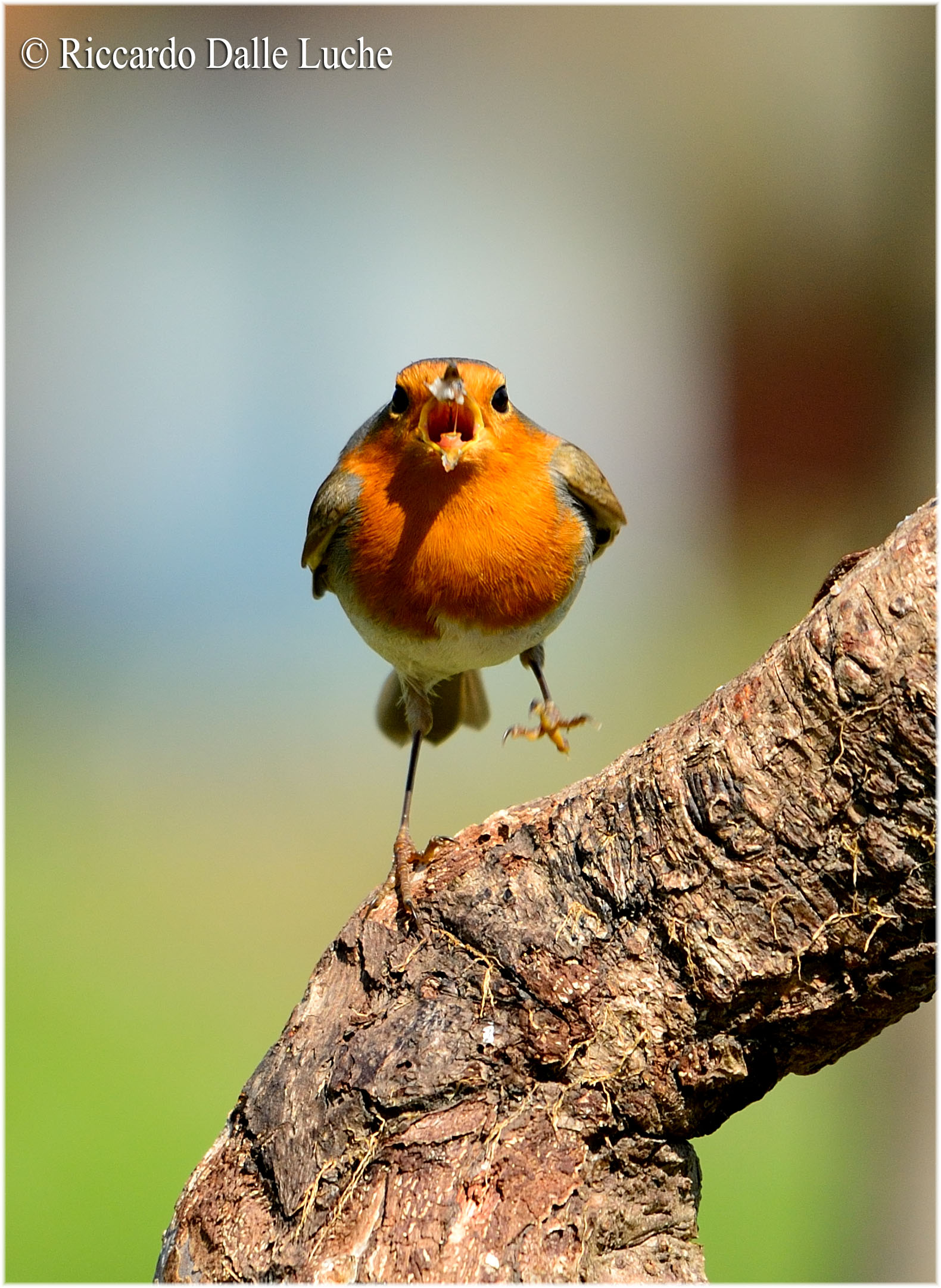 Pettirosso...rissoso!