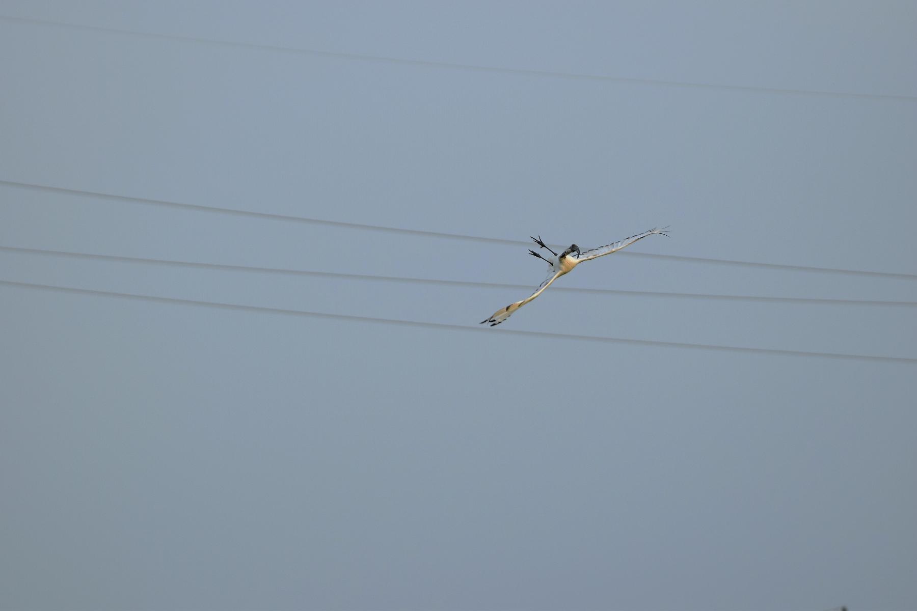 acrobatics