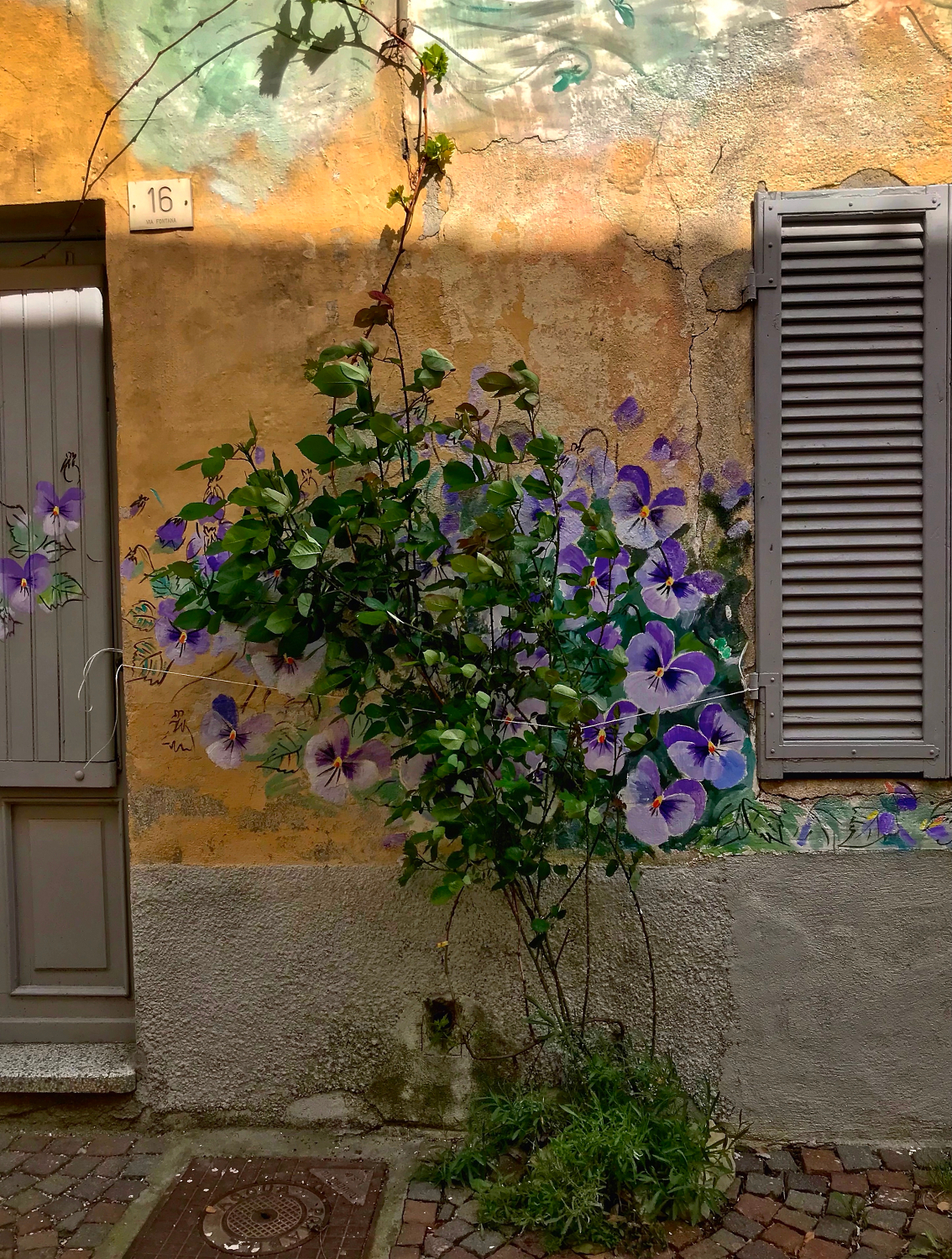 Sometimes violets are born from a rose