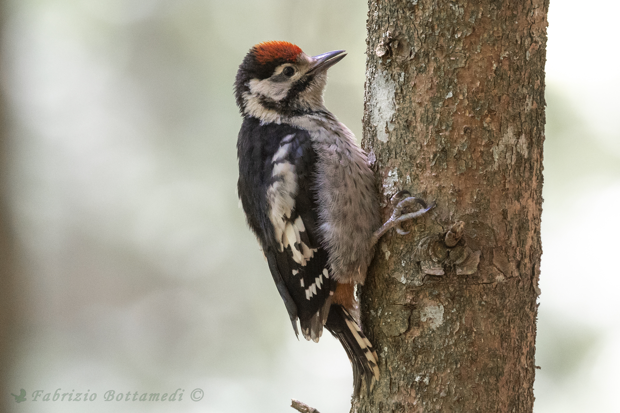 pull of red woodpecker major