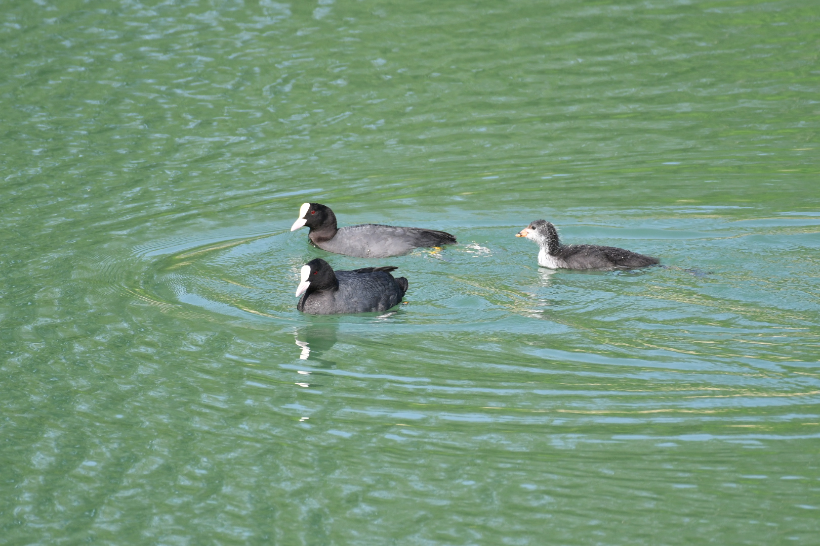 Pair of coots with small