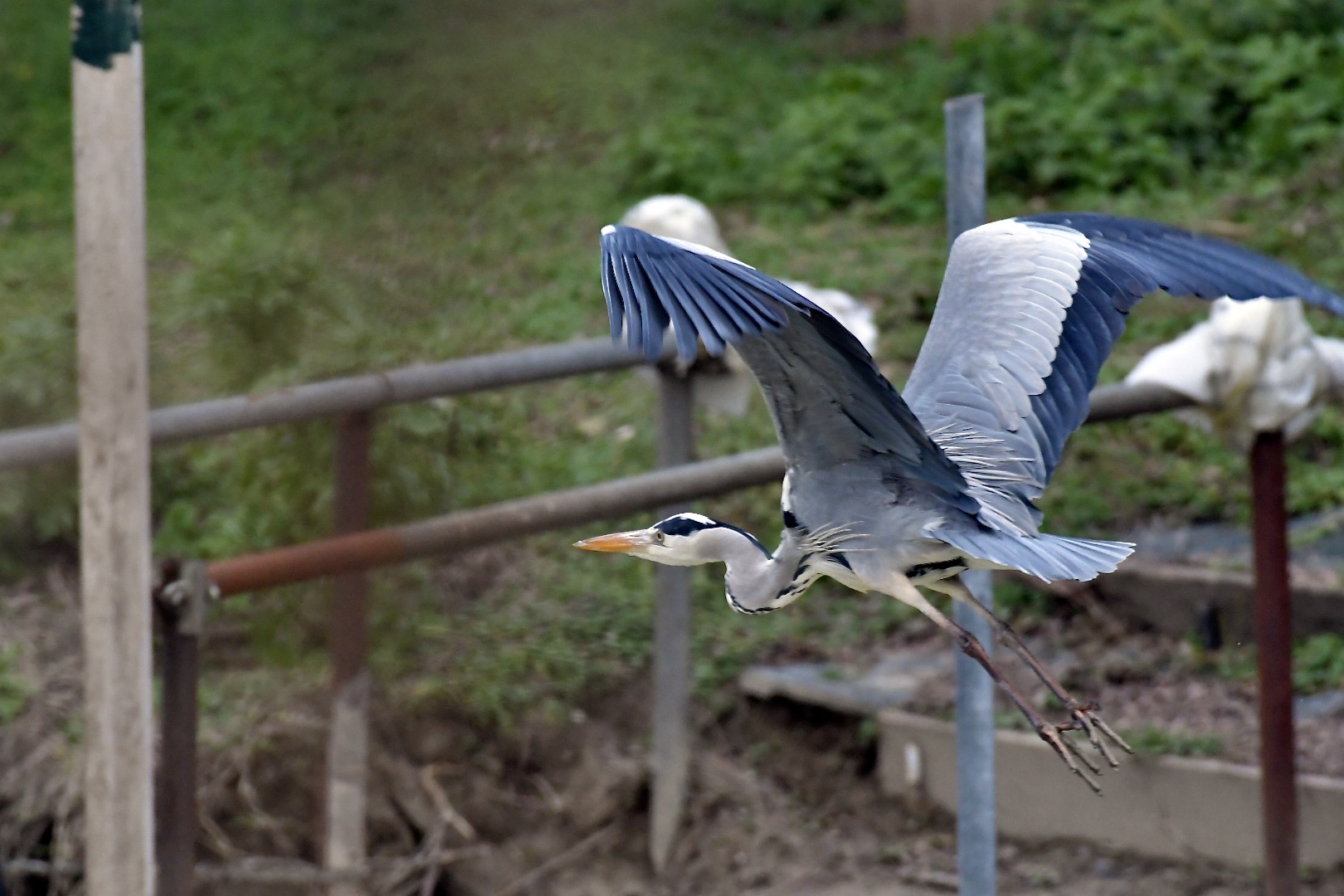 grey heron