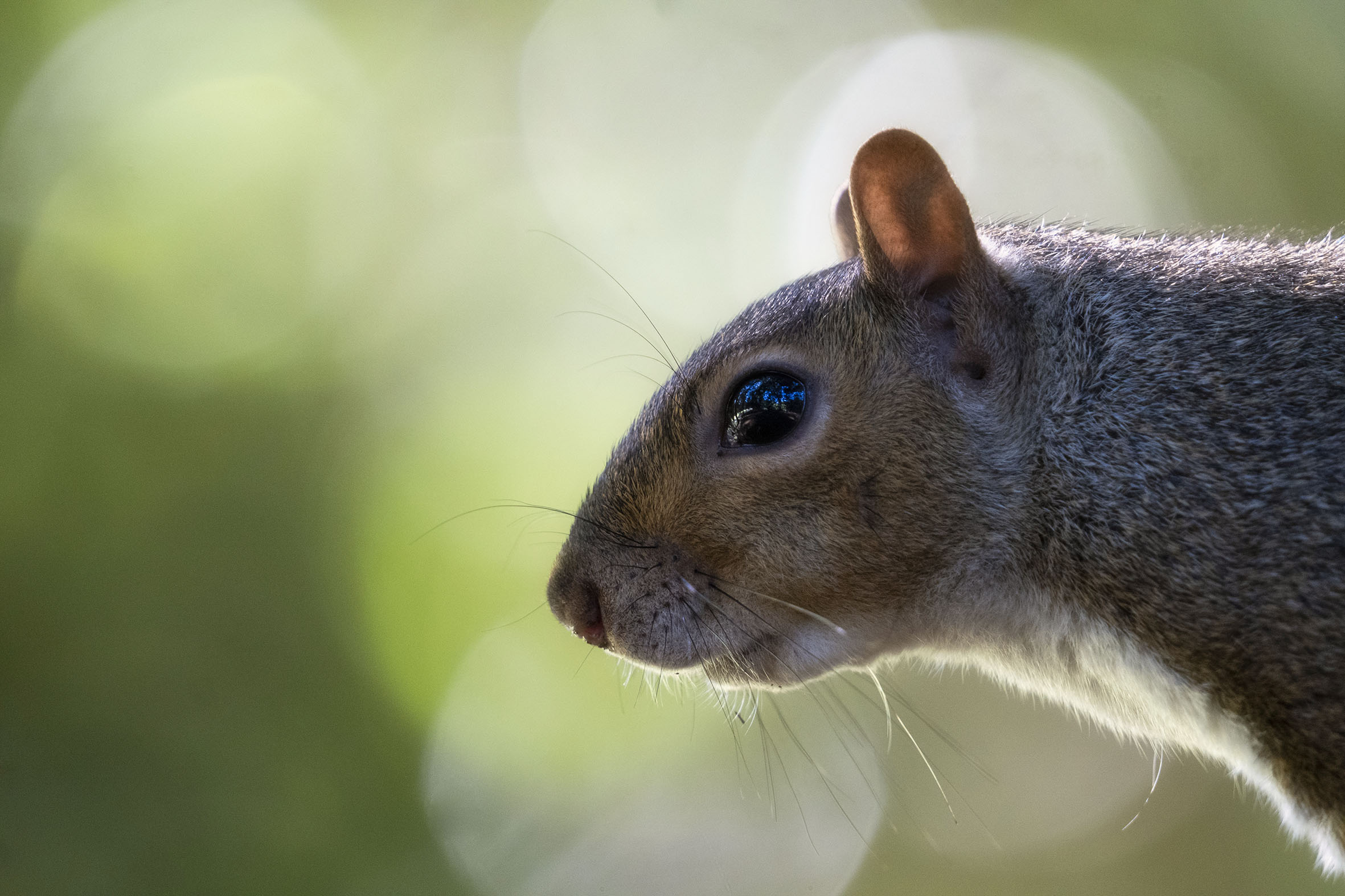 Il profilo dello scoiattolo