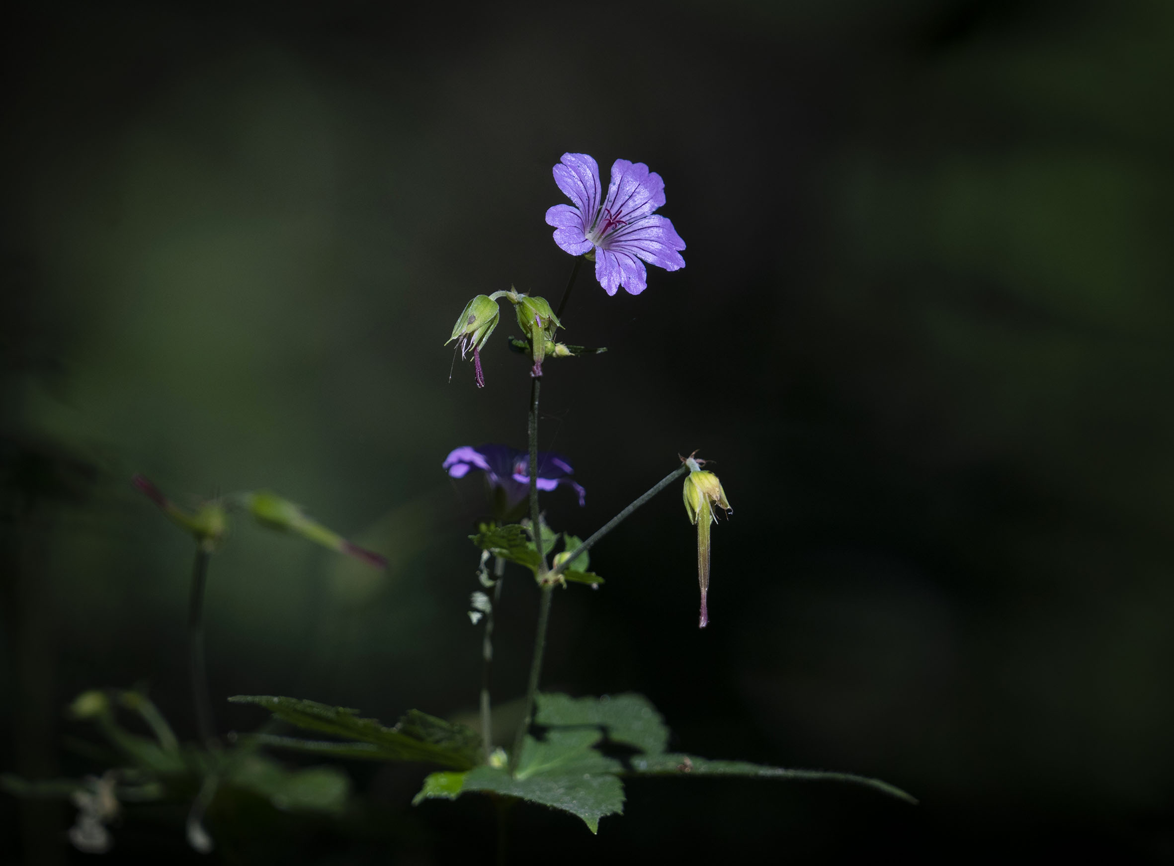 Il contrasto della natura
