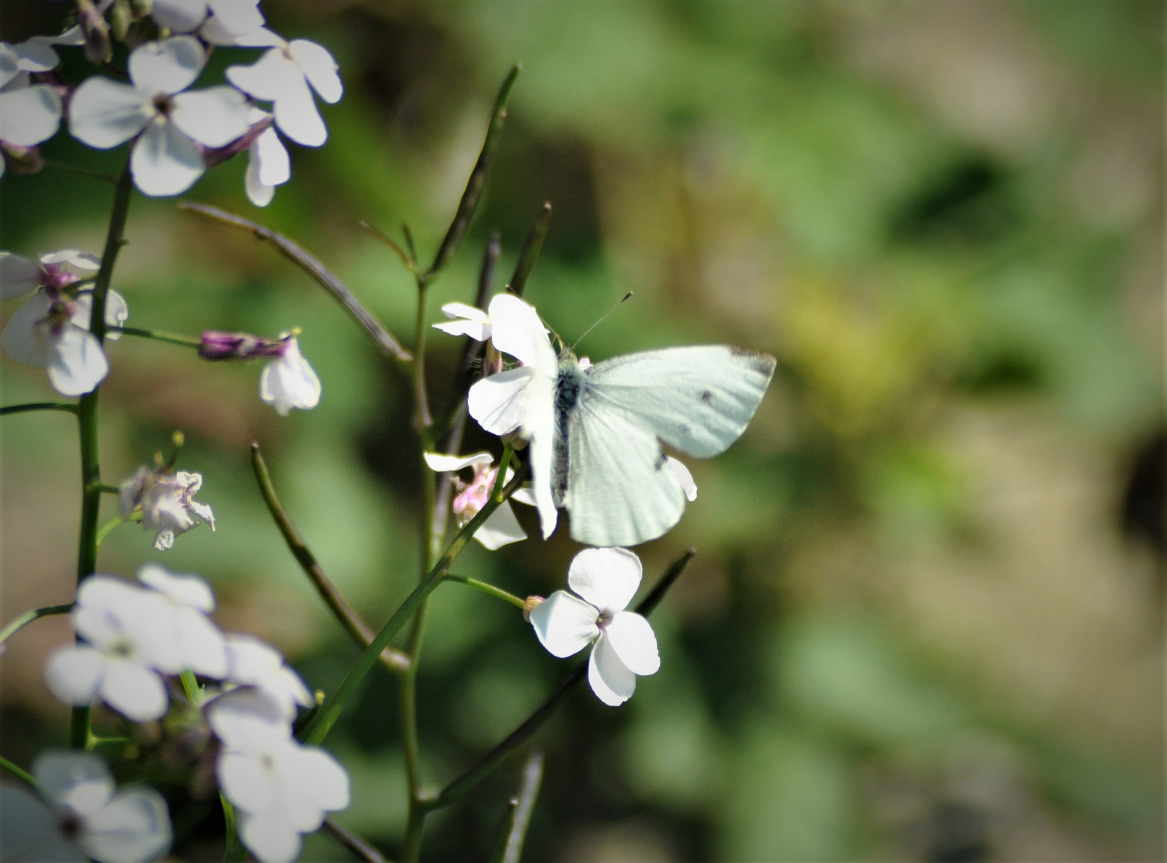 Blossom or butterfly?