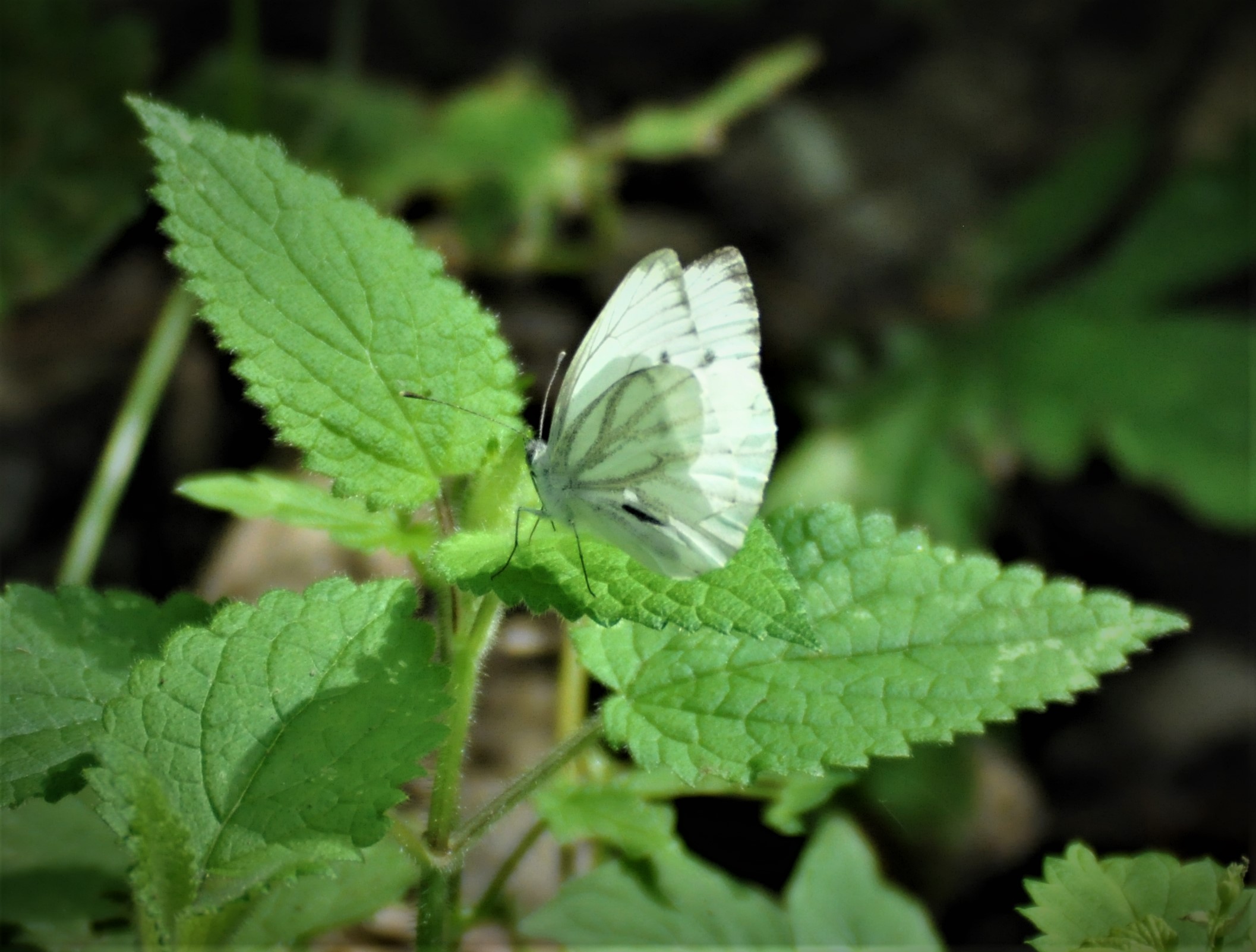 Farfalla sull'ortica