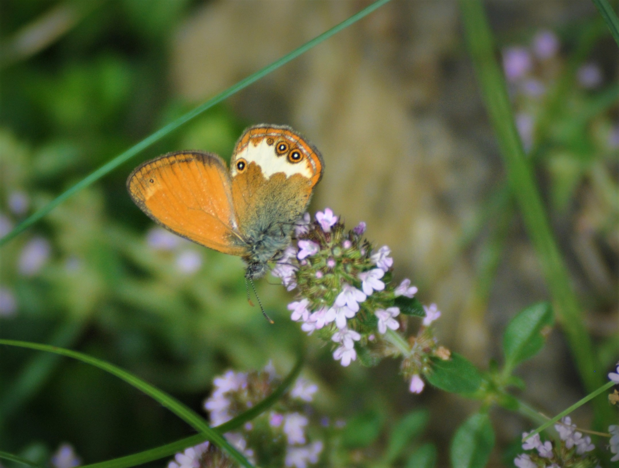 Butterfly 10 d